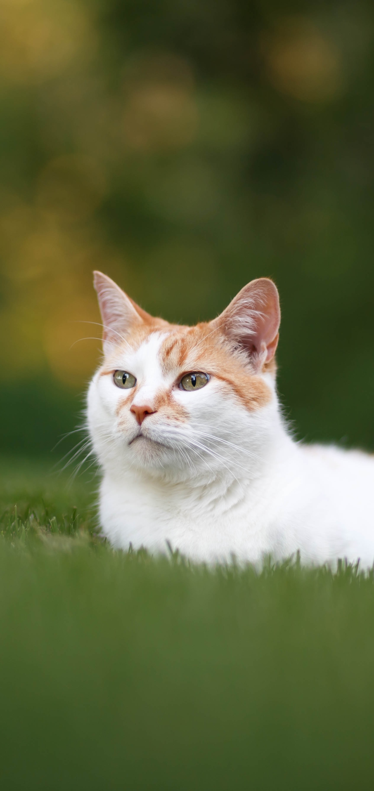 Téléchargez des papiers peints mobile Animaux, Chats, Chat gratuitement.