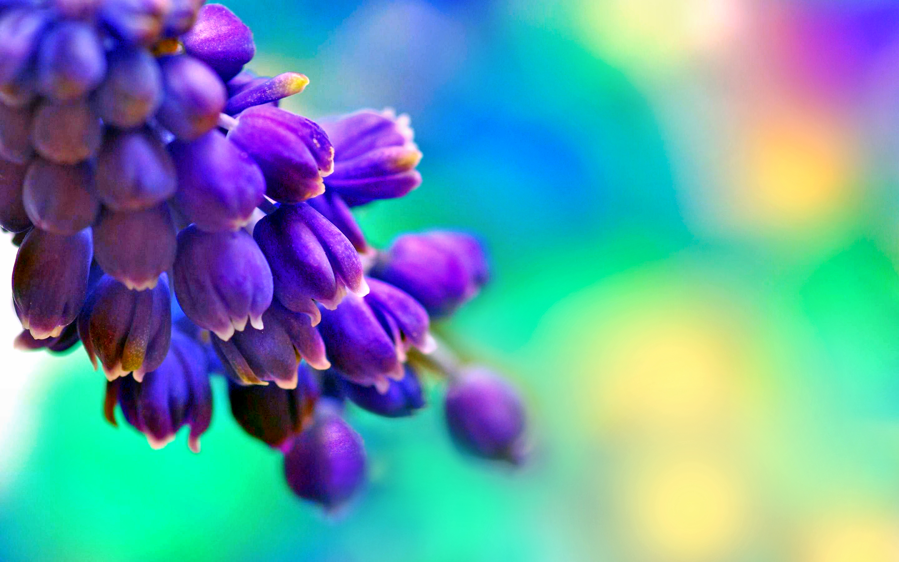 purple, earth, blossom, blue, pastel, violet, flowers