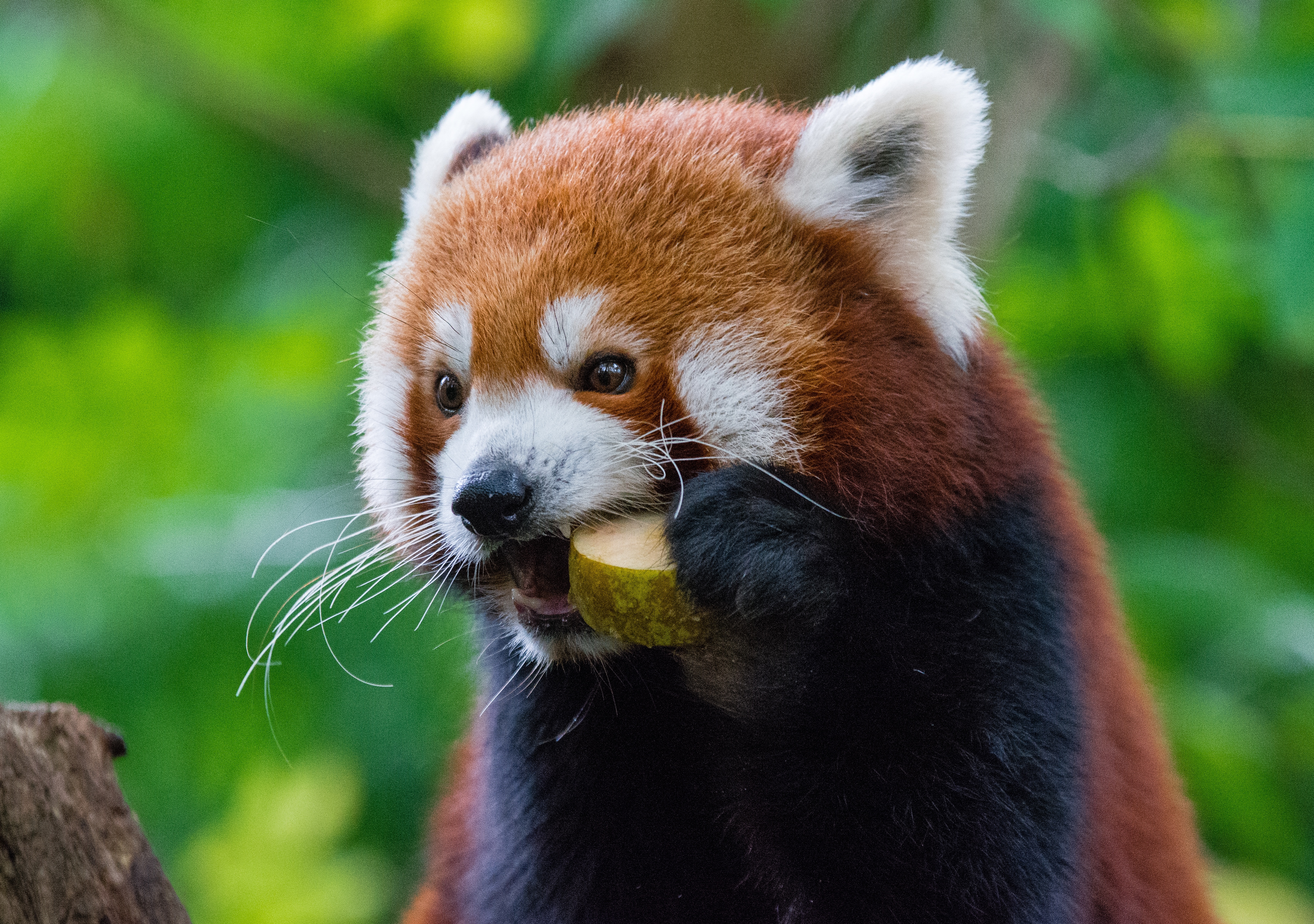 105020 скачать картинку красная панда, животные, еда, огненная панда - обои и заставки бесплатно