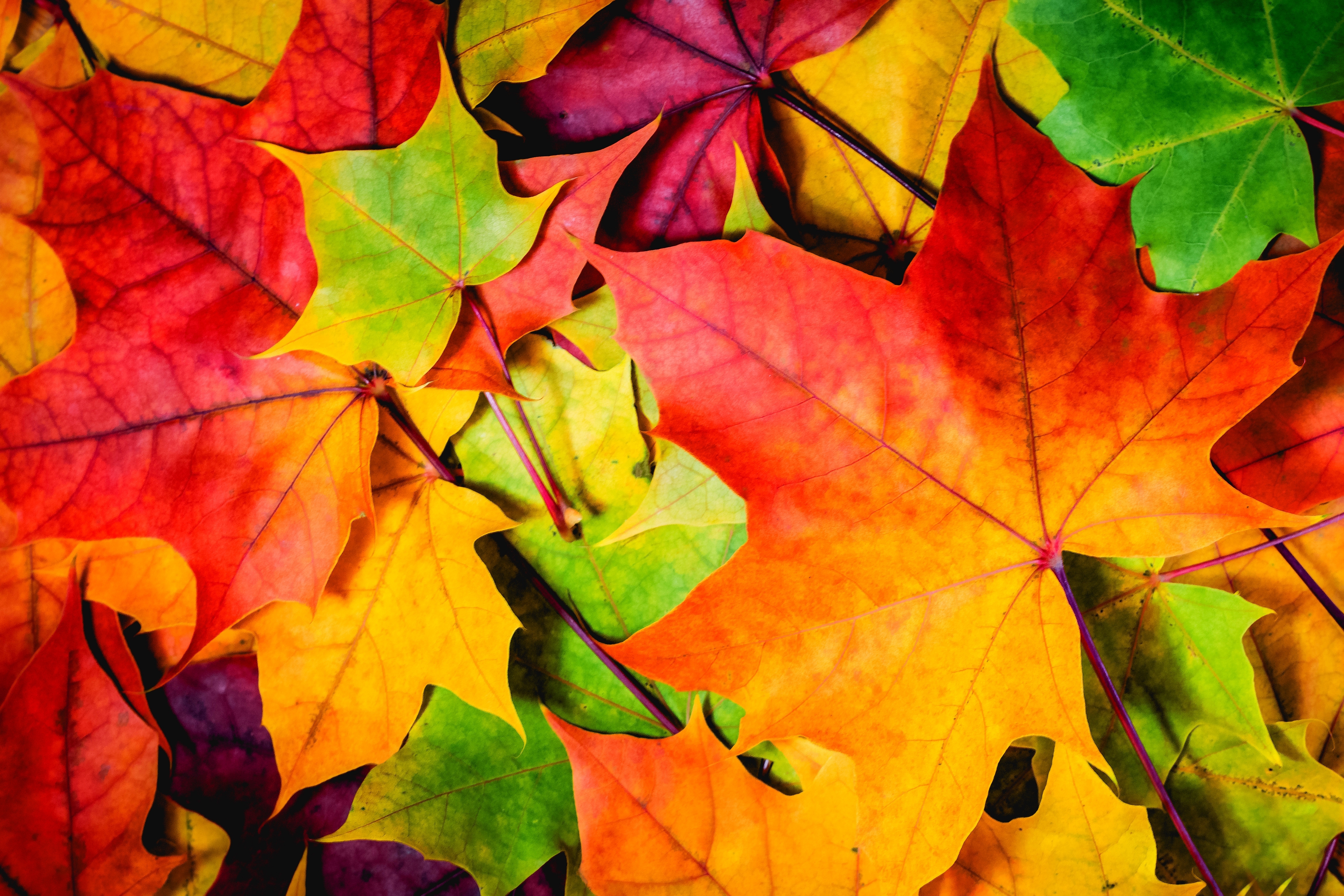 earth, leaf, colors, fall, maple leaf