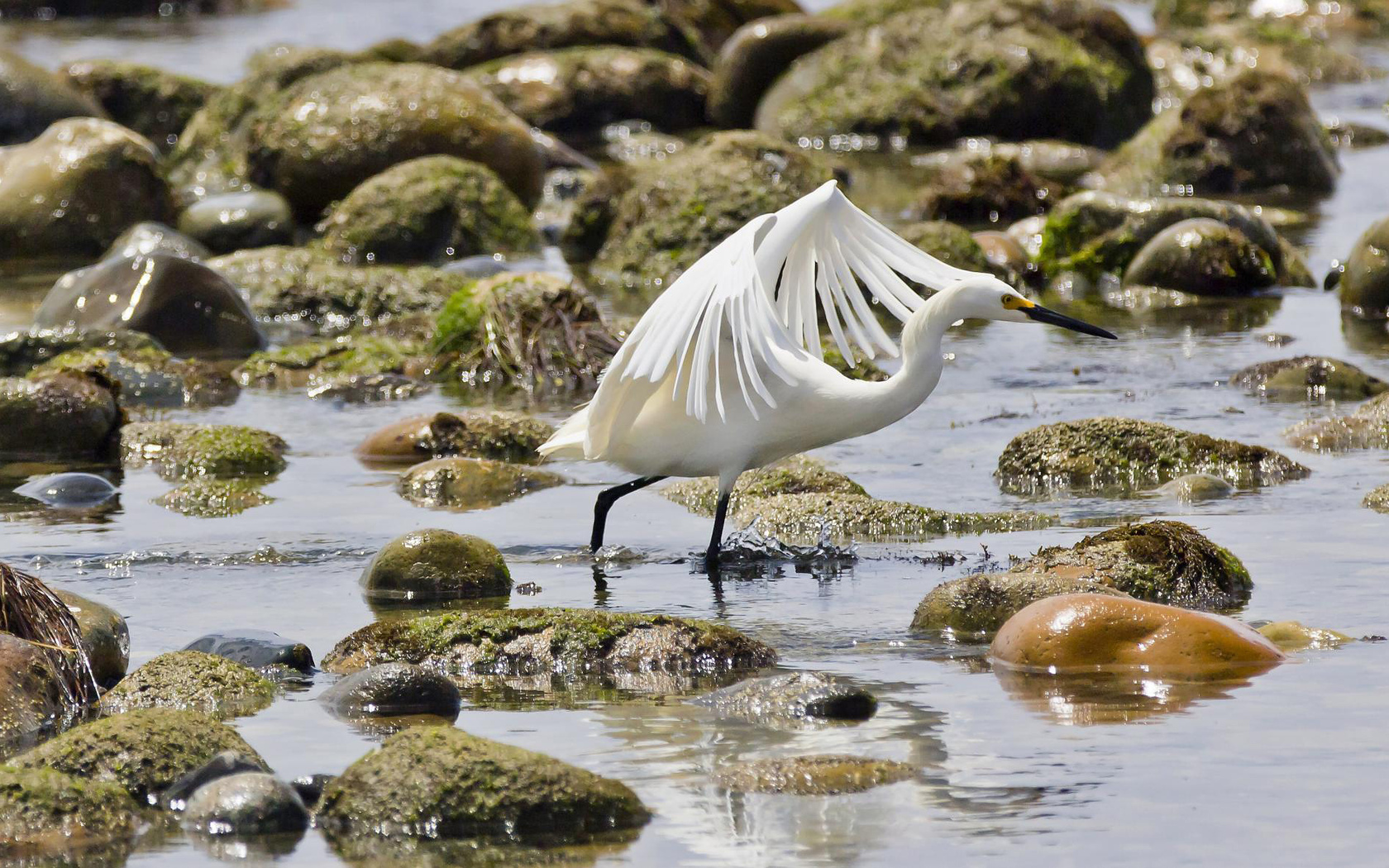 Baixe gratuitamente a imagem Animais, Aves, Pássaro na área de trabalho do seu PC