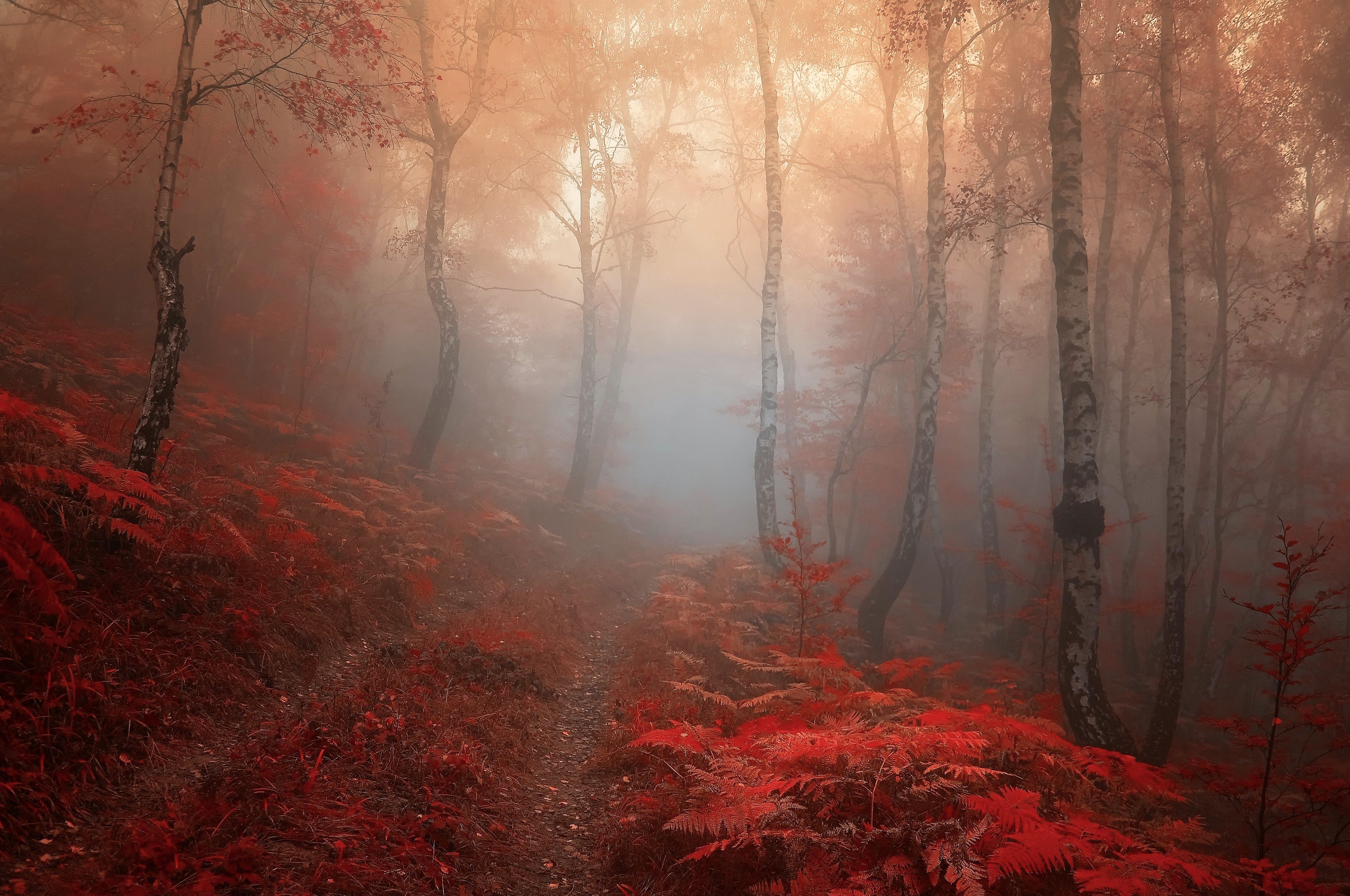 Descarga gratis la imagen Otoño, Bosque, Niebla, Tierra/naturaleza en el escritorio de tu PC