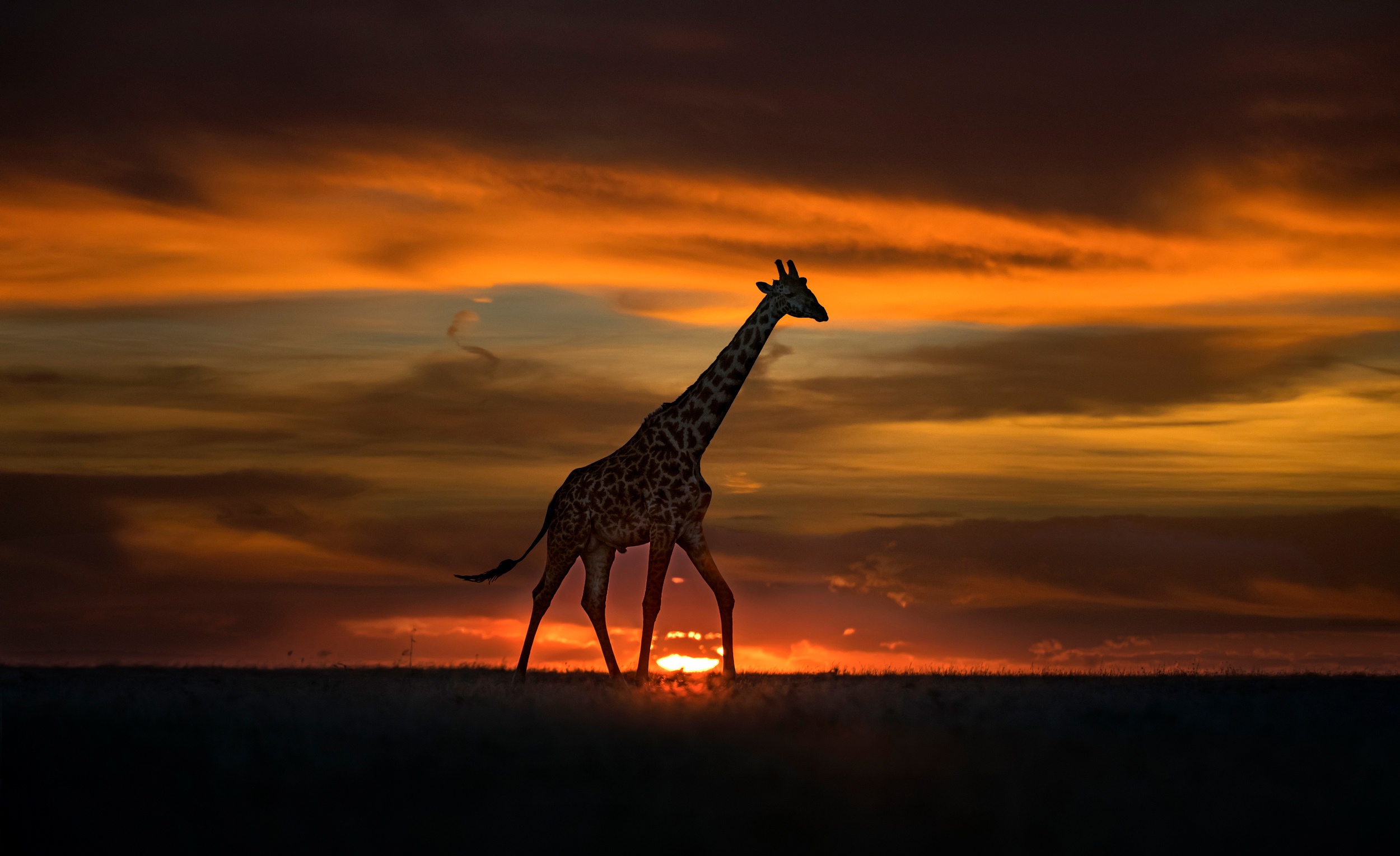 Download mobile wallpaper Sunset, Animal, Giraffe for free.