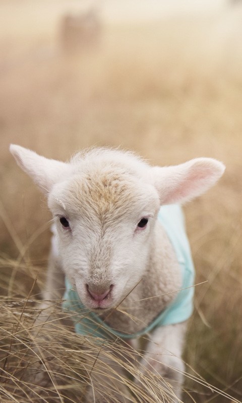Download mobile wallpaper Blur, Close Up, Animal, Sheep, Lamb, Baby Animal for free.