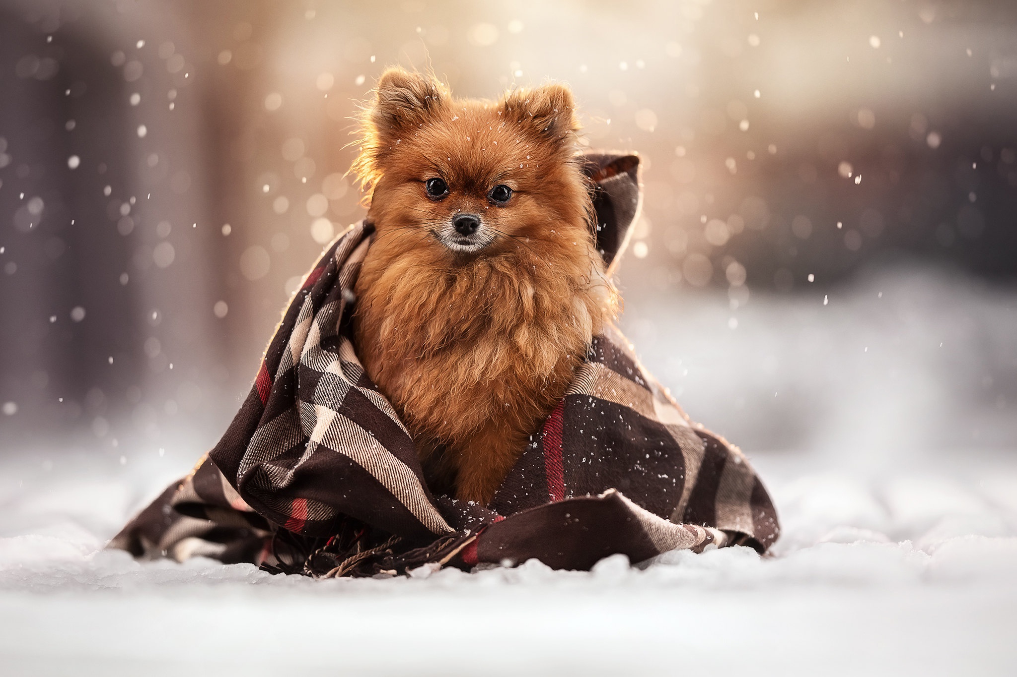 Download mobile wallpaper Dogs, Animal, Spitz for free.