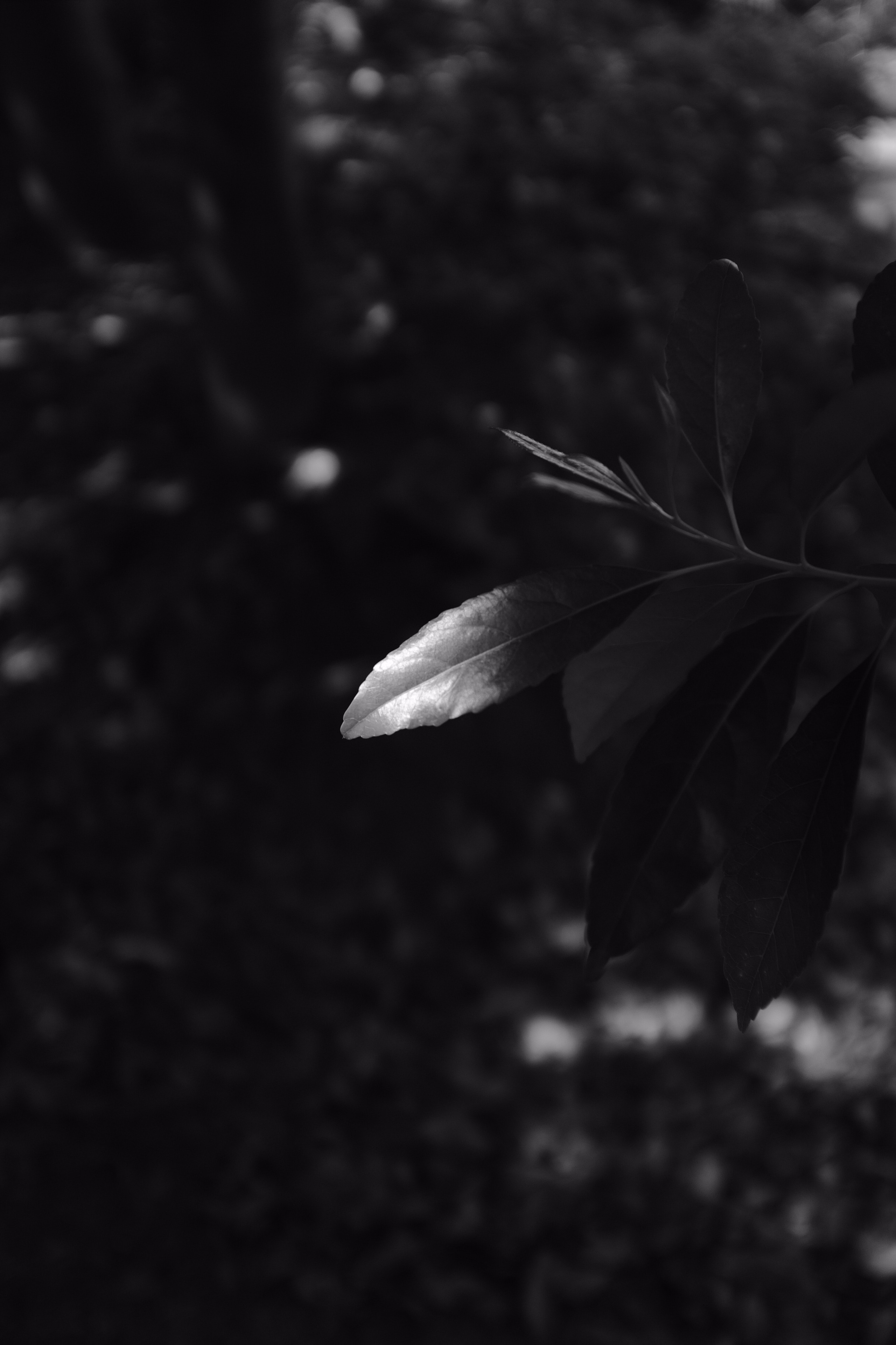 Free download wallpaper Macro, Branches, Bw, Leaves, Dark, Chb on your PC desktop