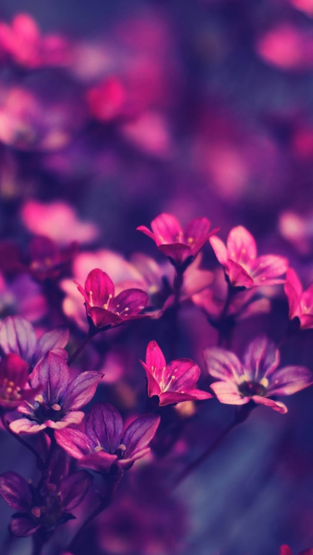 Download mobile wallpaper Flowers, Flower, Earth for free.