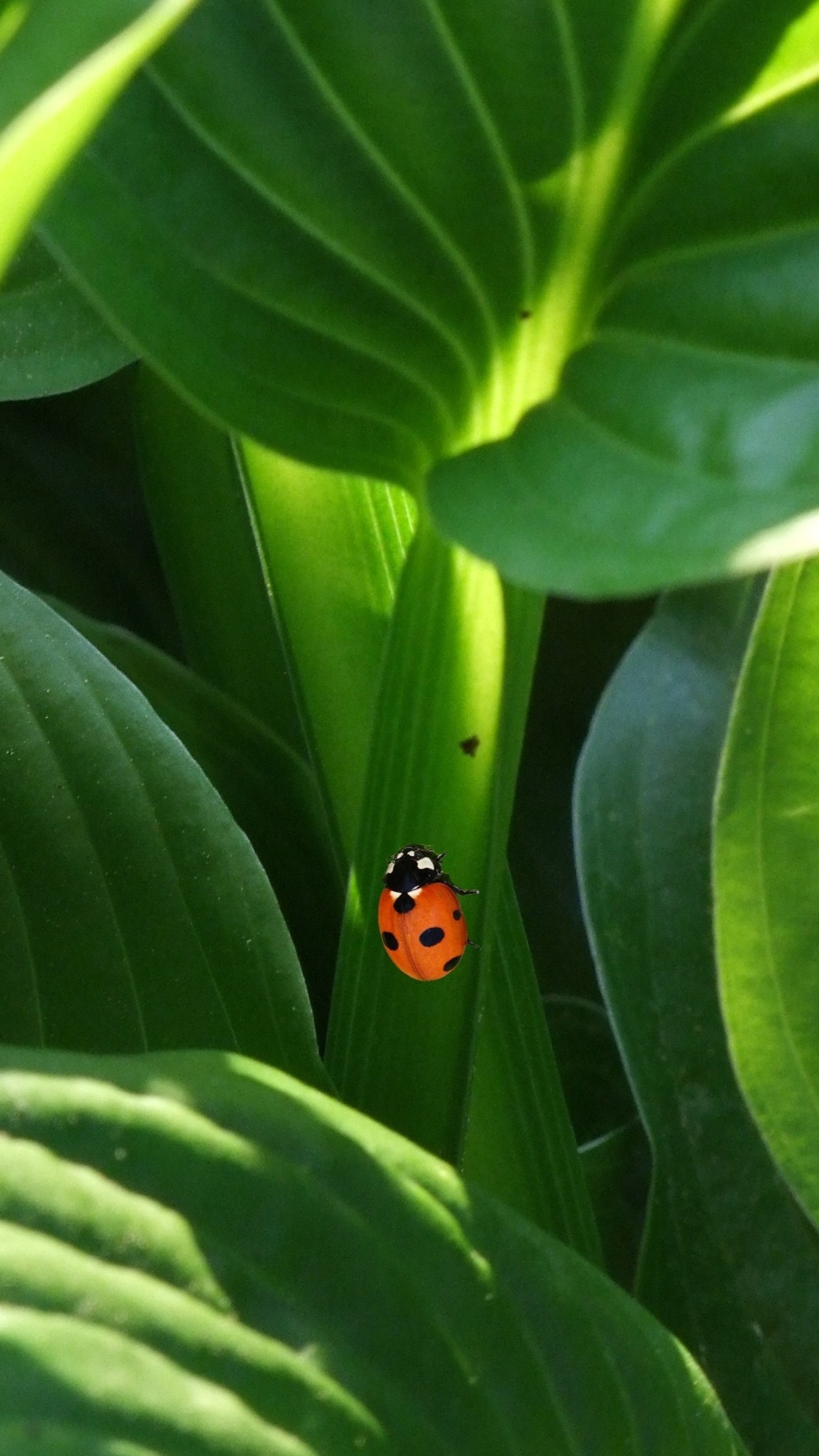 Download mobile wallpaper Plant, Leaf, Animal, Ladybug for free.