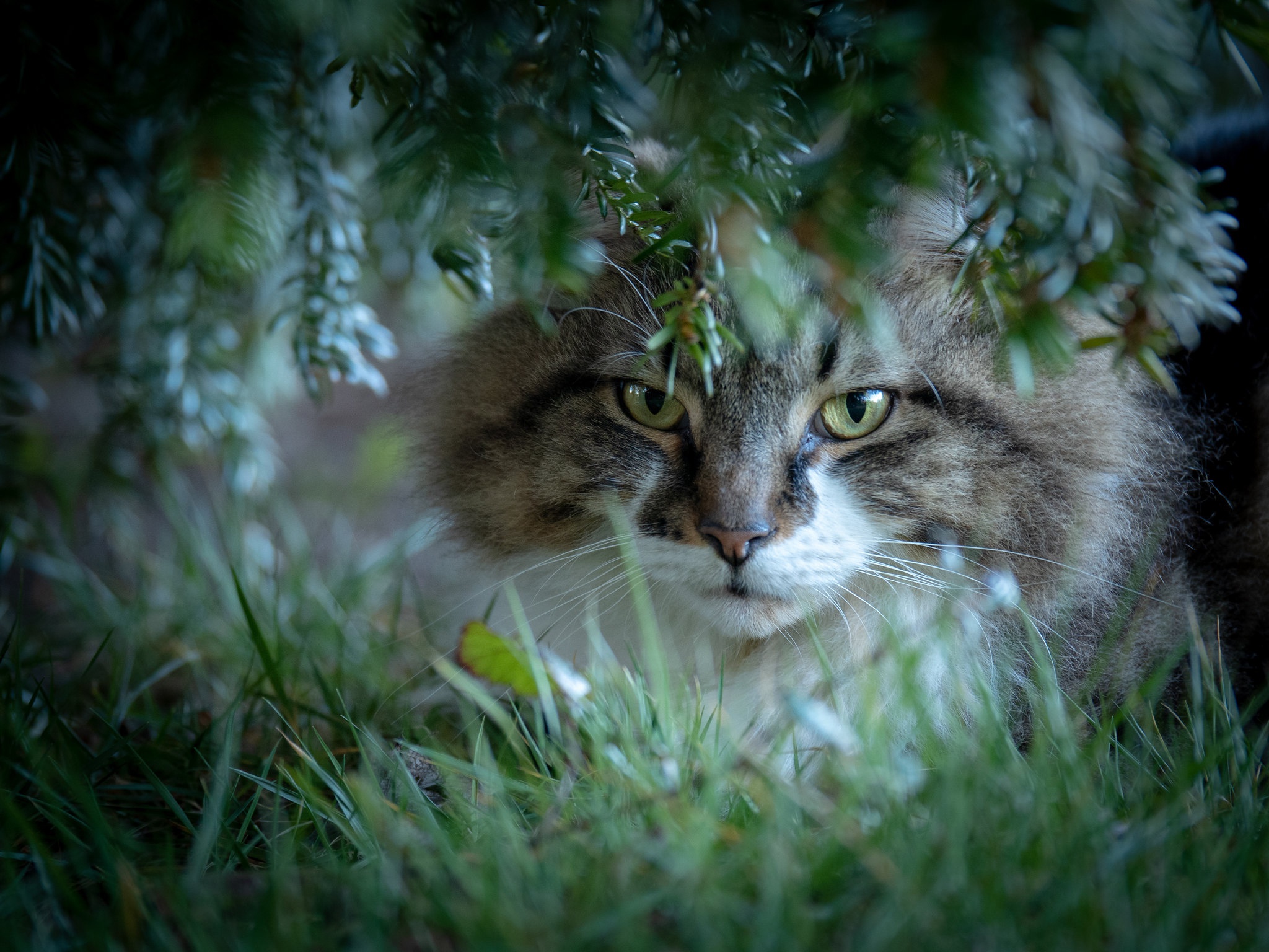 Handy-Wallpaper Tiere, Katzen, Katze, Starren kostenlos herunterladen.