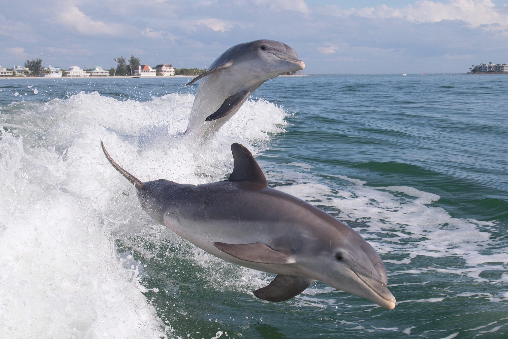 Free download wallpaper Animal, Dolphin on your PC desktop