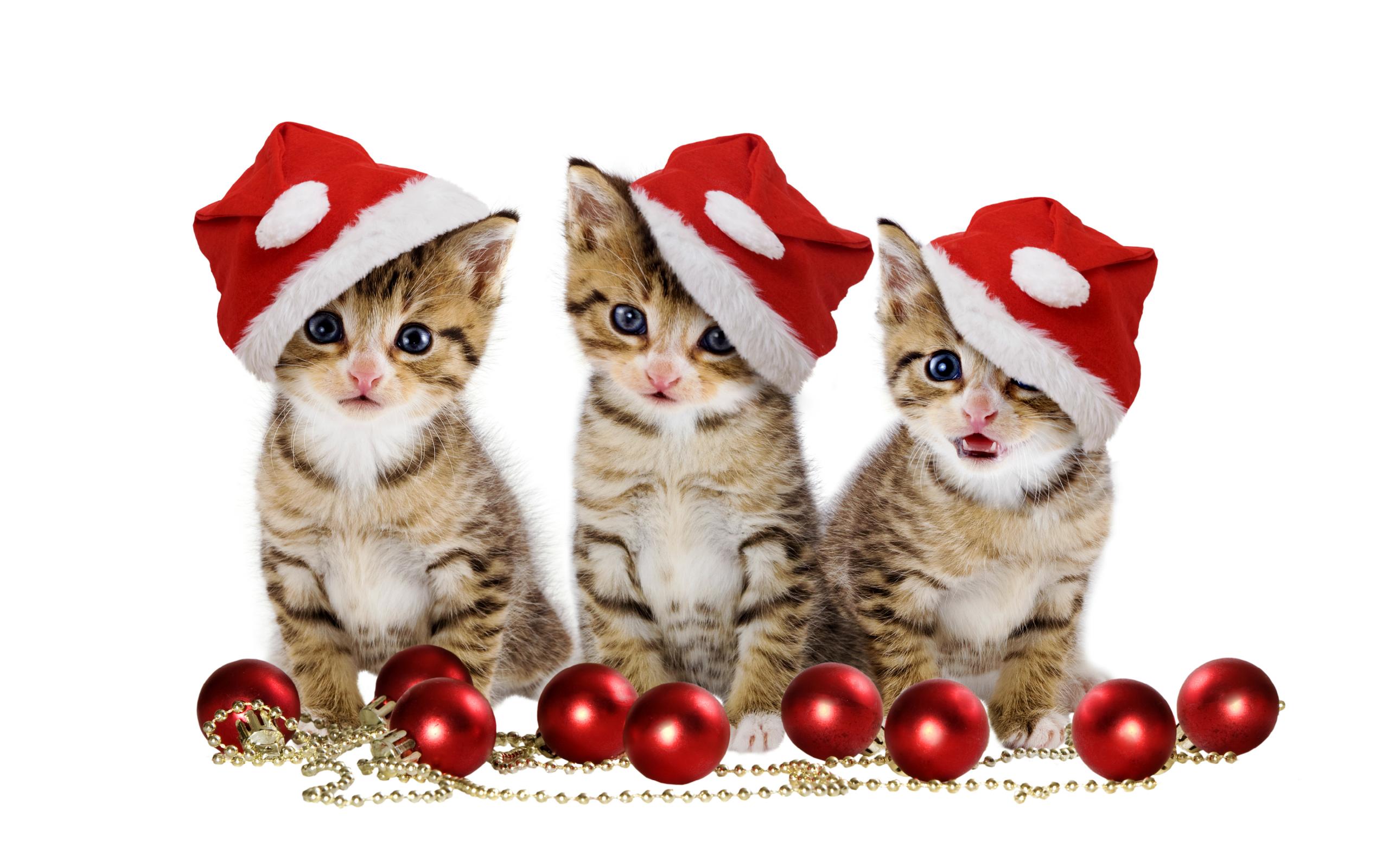 279385 завантажити шпалери різдво, капелюх діда мороза, тварина, кішка, різдвяні прикраси, кошеня, коти - заставки і картинки безкоштовно