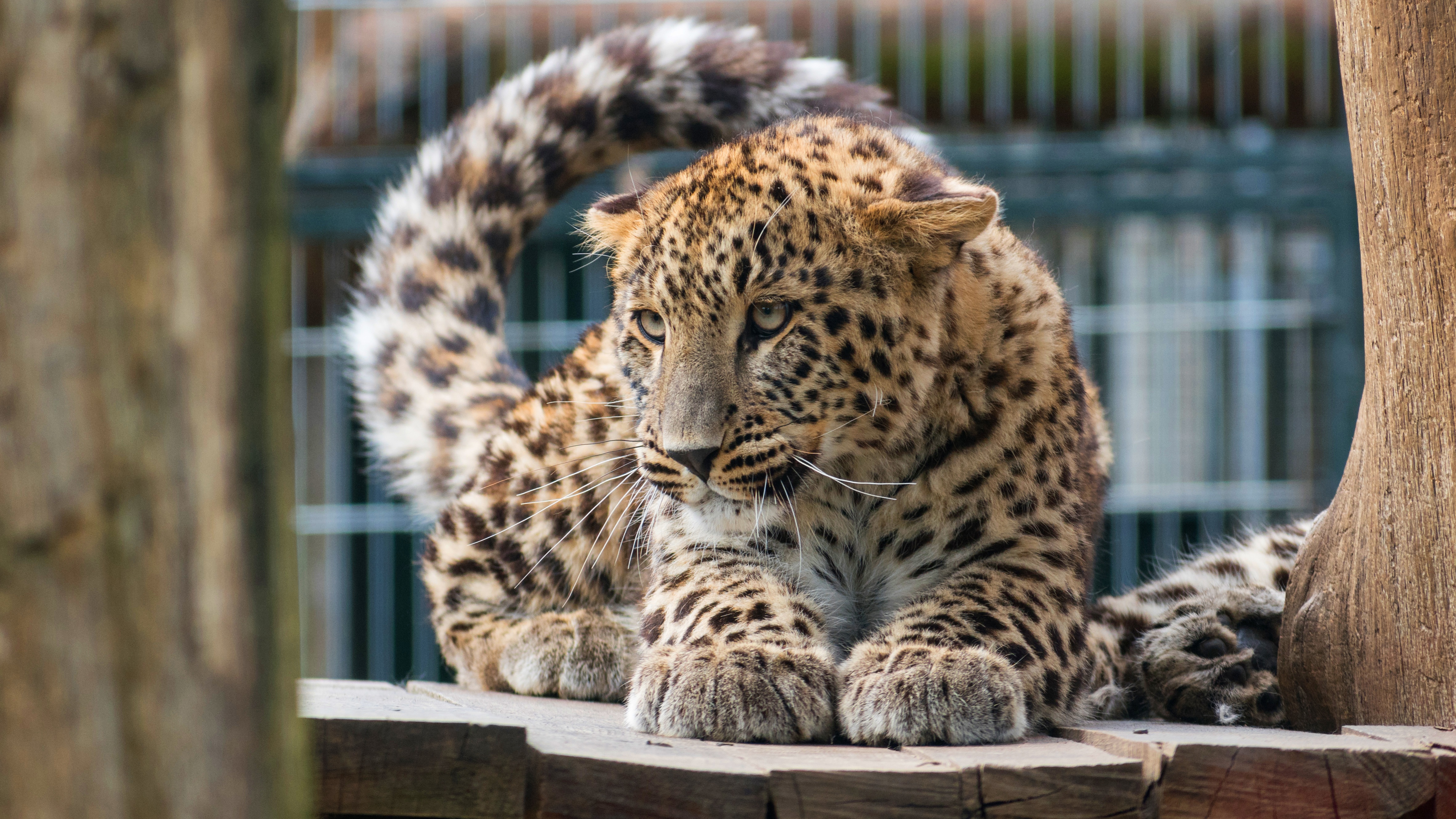 Download mobile wallpaper Cats, Leopard, Animal, Zoo for free.