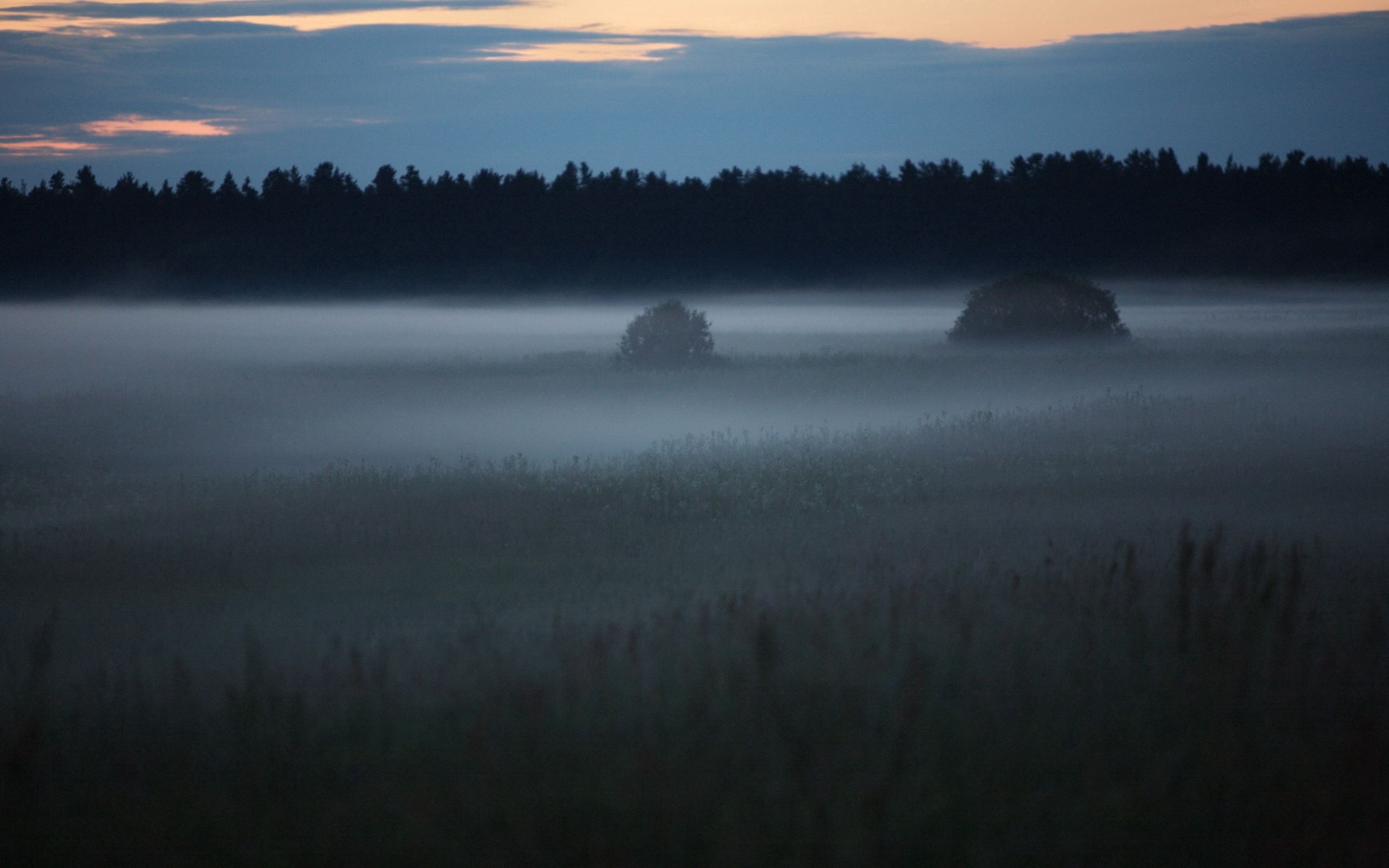 fog, nature, trees, field, outlines