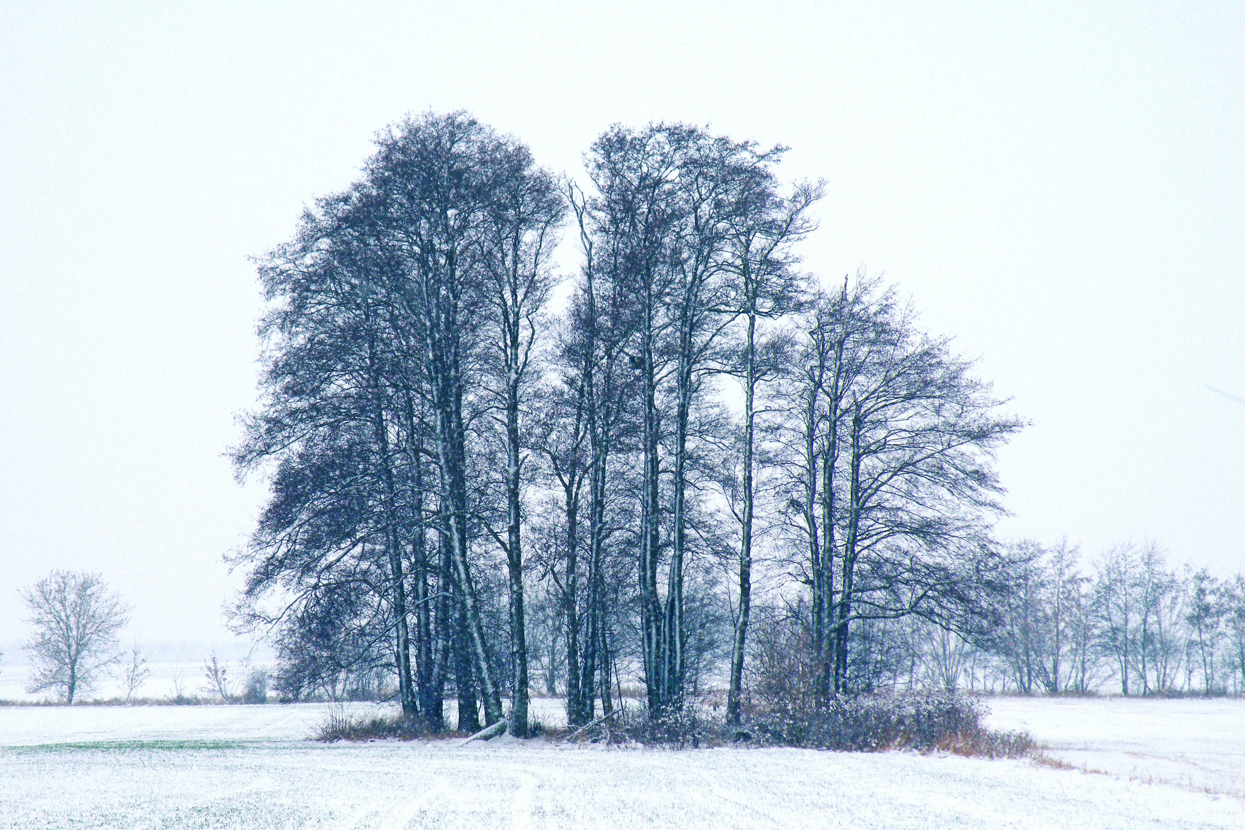 Скачать обои бесплатно Деревья, Природа, Снег, Зима картинка на рабочий стол ПК