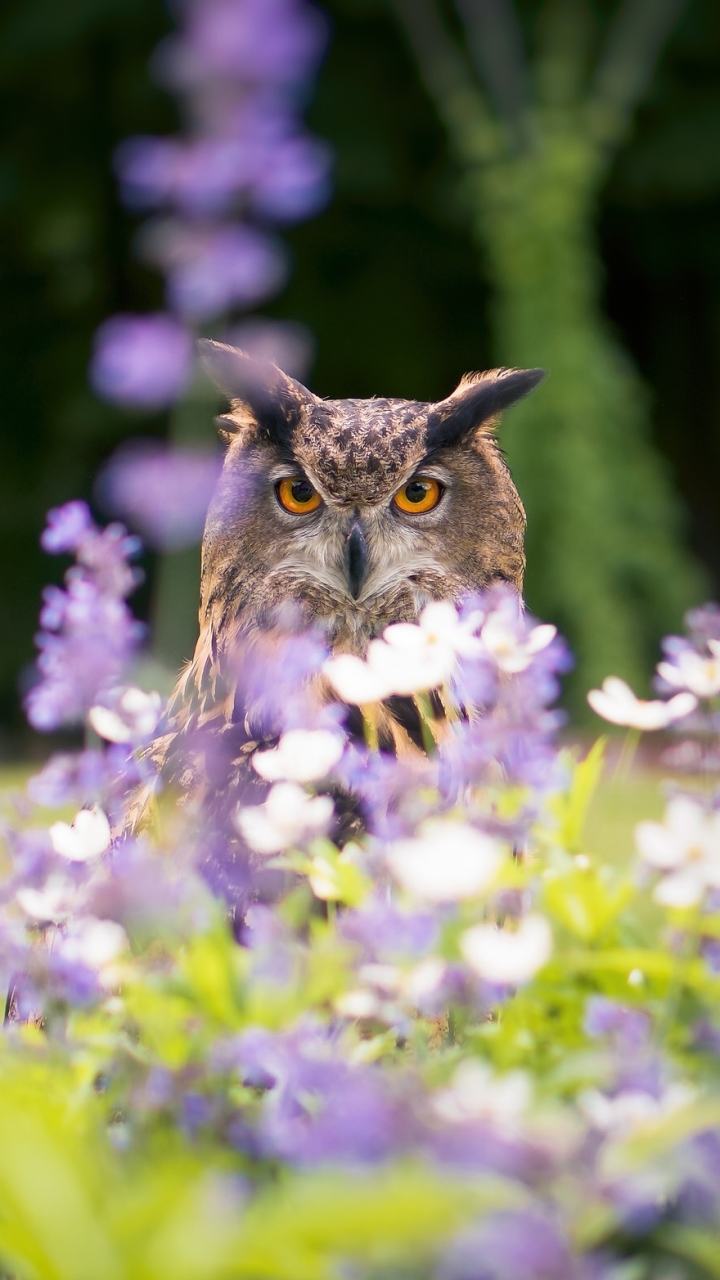 Handy-Wallpaper Tiere, Vögel, Eule, Blume, Vogel, Weiße Blume, Lila Blume kostenlos herunterladen.