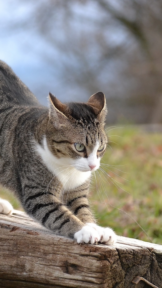 1127567 économiseurs d'écran et fonds d'écran Chats sur votre téléphone. Téléchargez  images gratuitement