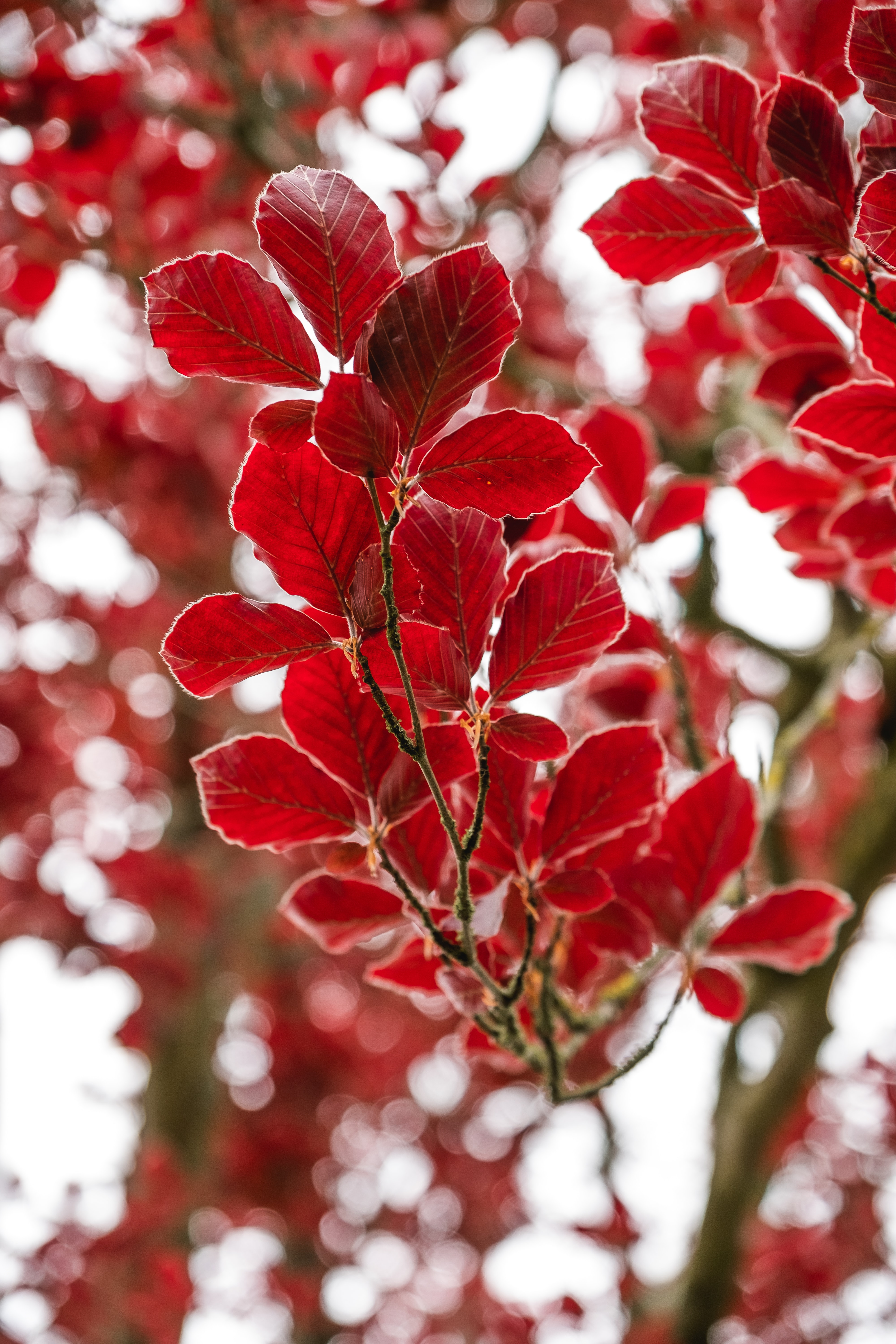 Скачать картинку Ветка, Красный, Листья, Природа, Осень в телефон бесплатно.