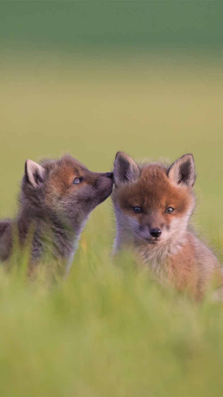 Download mobile wallpaper Fox, Animal, Baby Animal, Cub for free.