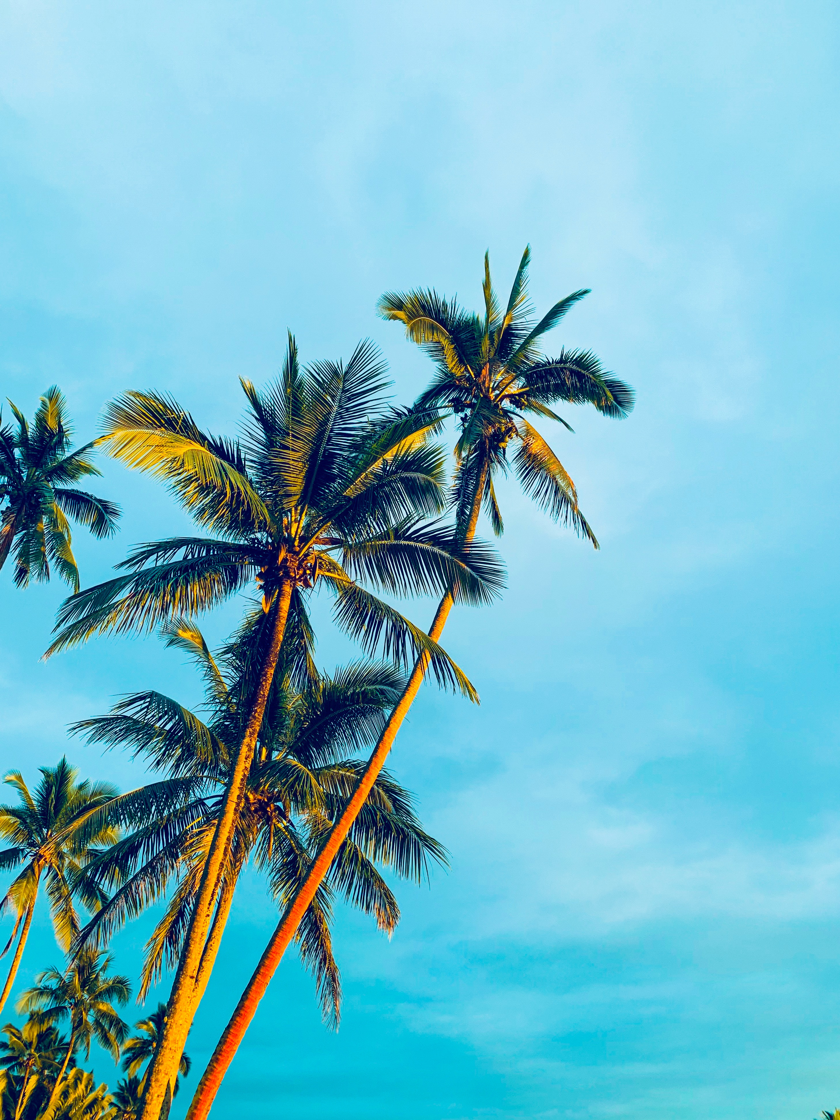 shine, tropics, nature, trees, sky, palms, light HD wallpaper