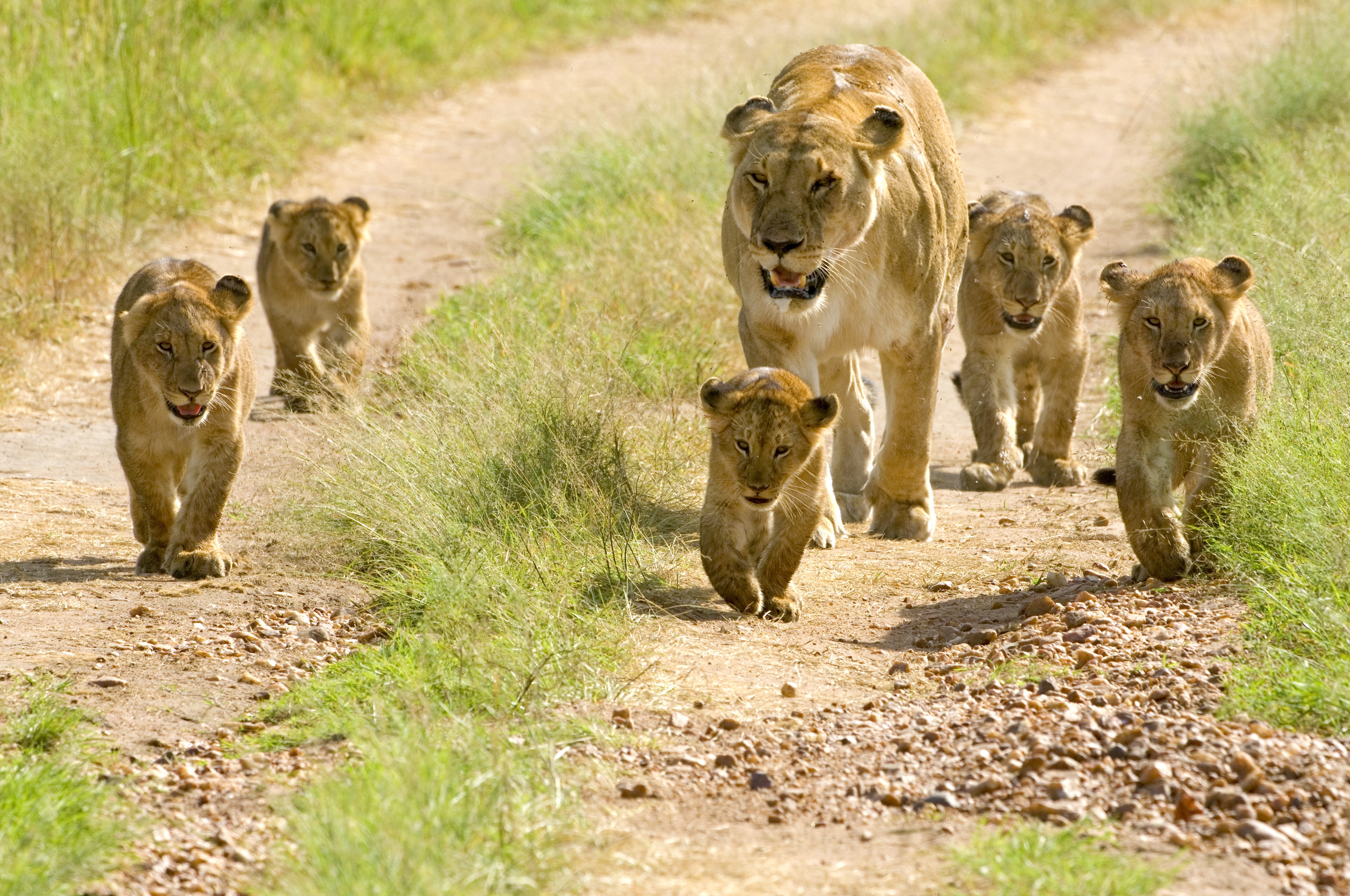 72062 Bild herunterladen tiere, lions, spaziergang, jungen, jung, löwenjunge, löwenbabys, gehen - Hintergrundbilder und Bildschirmschoner kostenlos