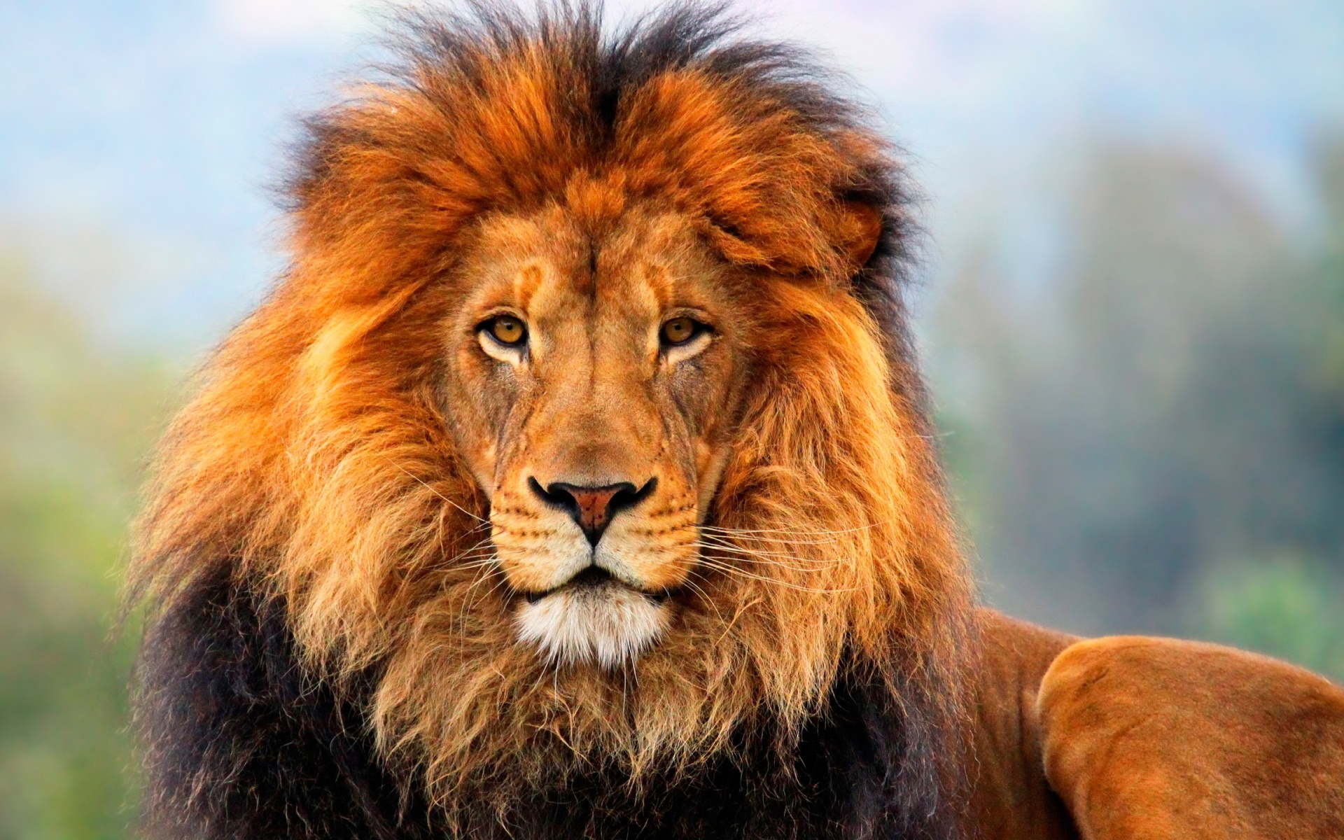 無料モバイル壁紙動物, ライオン, 猫をダウンロードします。