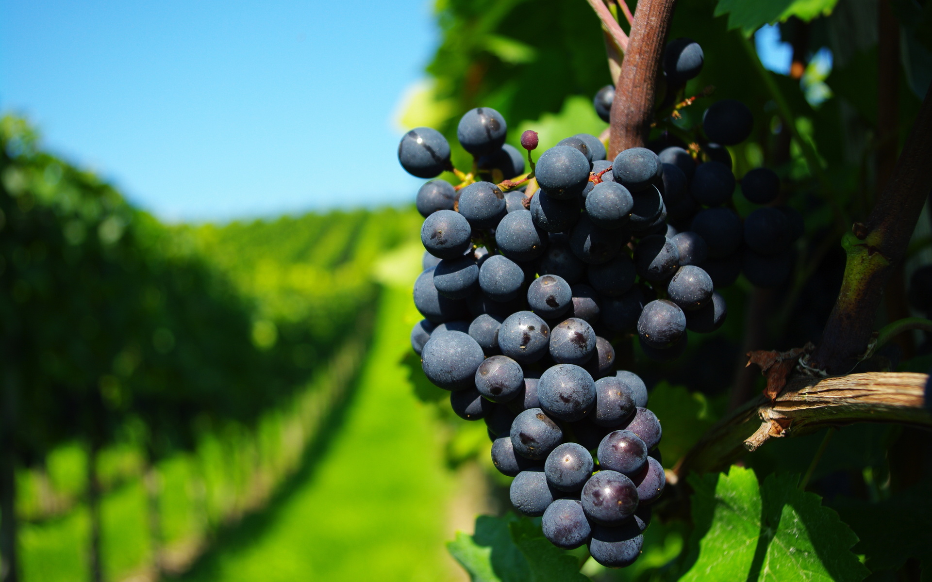 Baixe gratuitamente a imagem Comida, Uvas na área de trabalho do seu PC