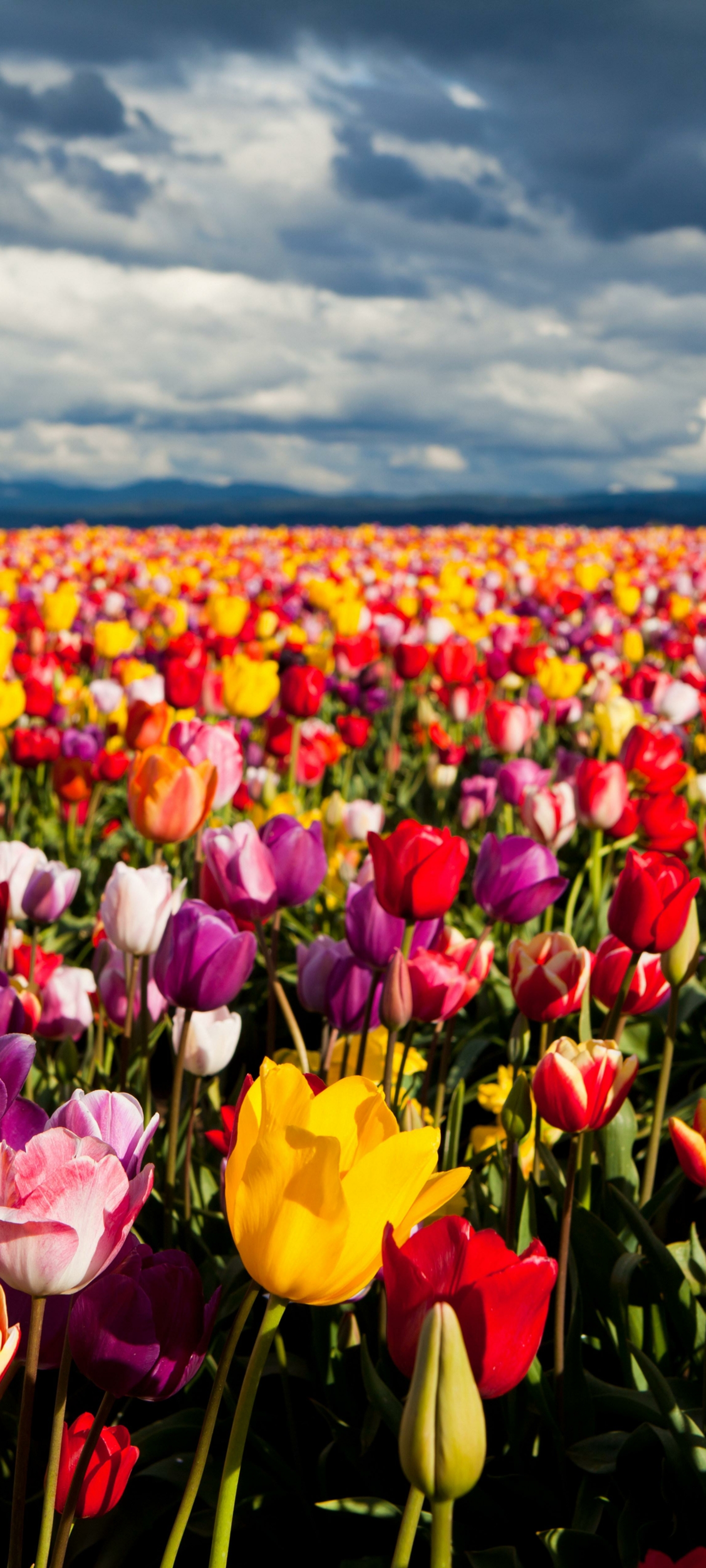 Téléchargez gratuitement l'image Paysage, Fleurs, Fleur, Champ, Coloré, Tulipe, La Nature, Terre/nature sur le bureau de votre PC
