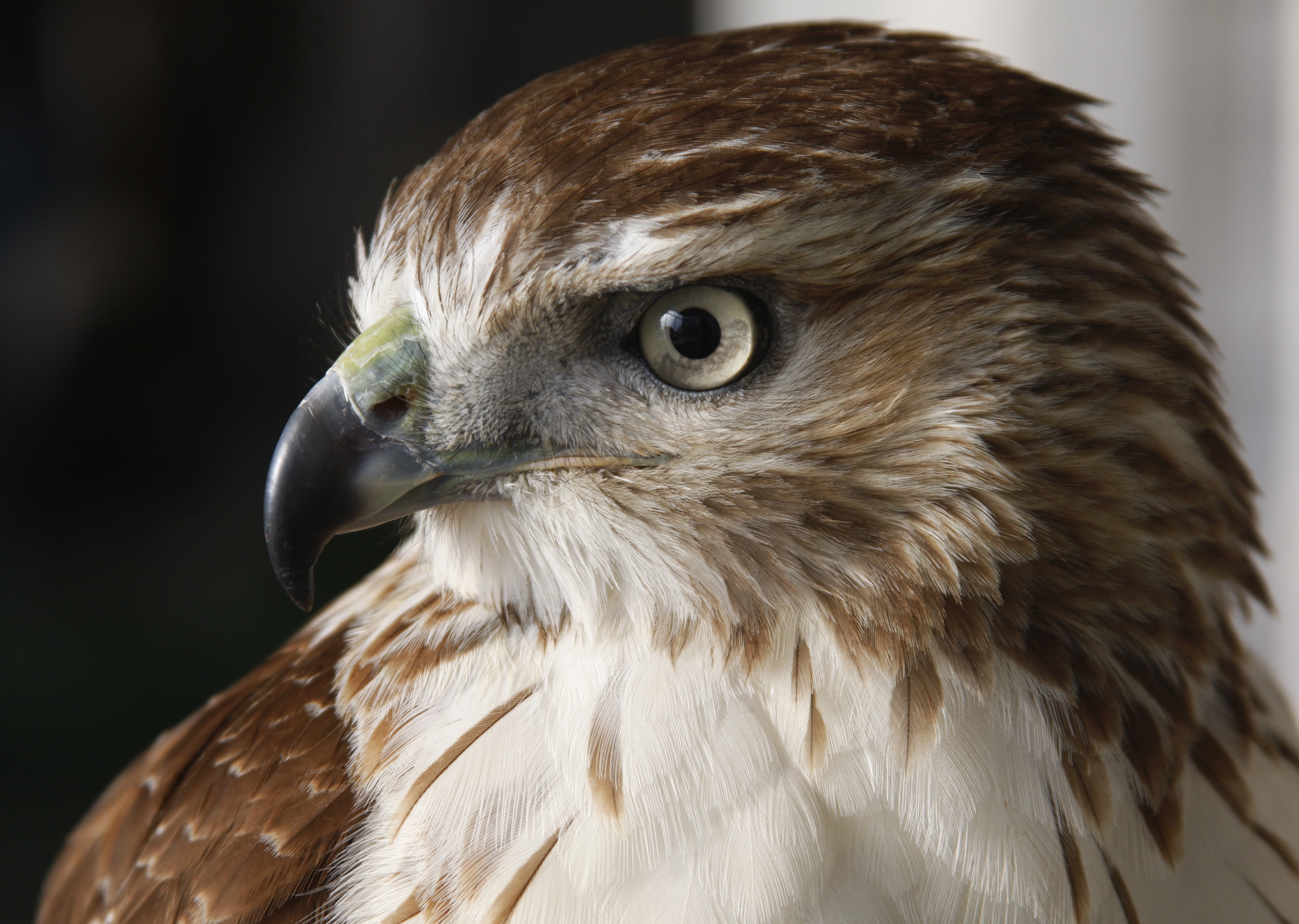 Mobile wallpaper falcon, animals, bird, predator