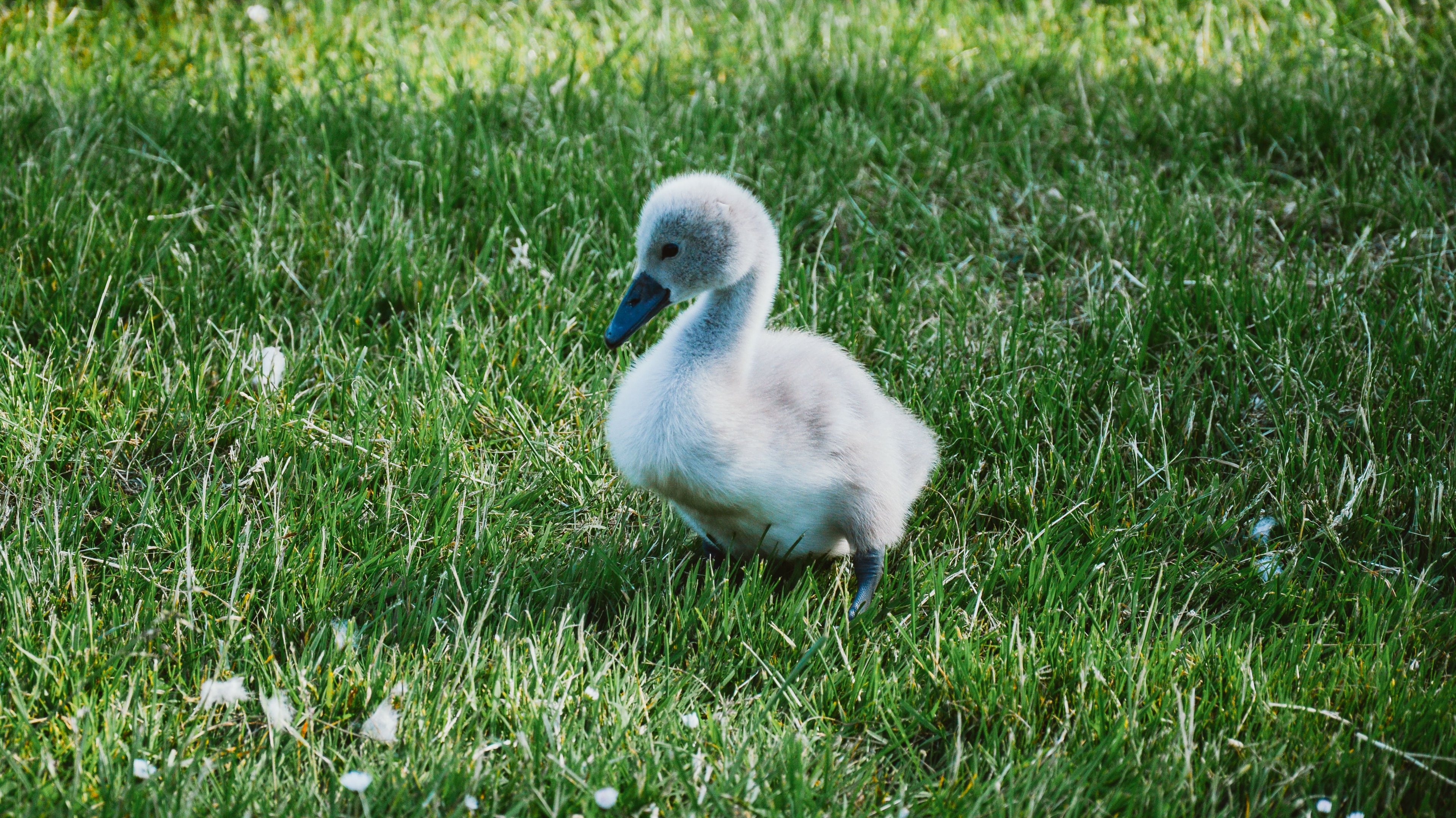 animal, trumpeter swan, baby animal, cute, cygnet, grass, swan, birds