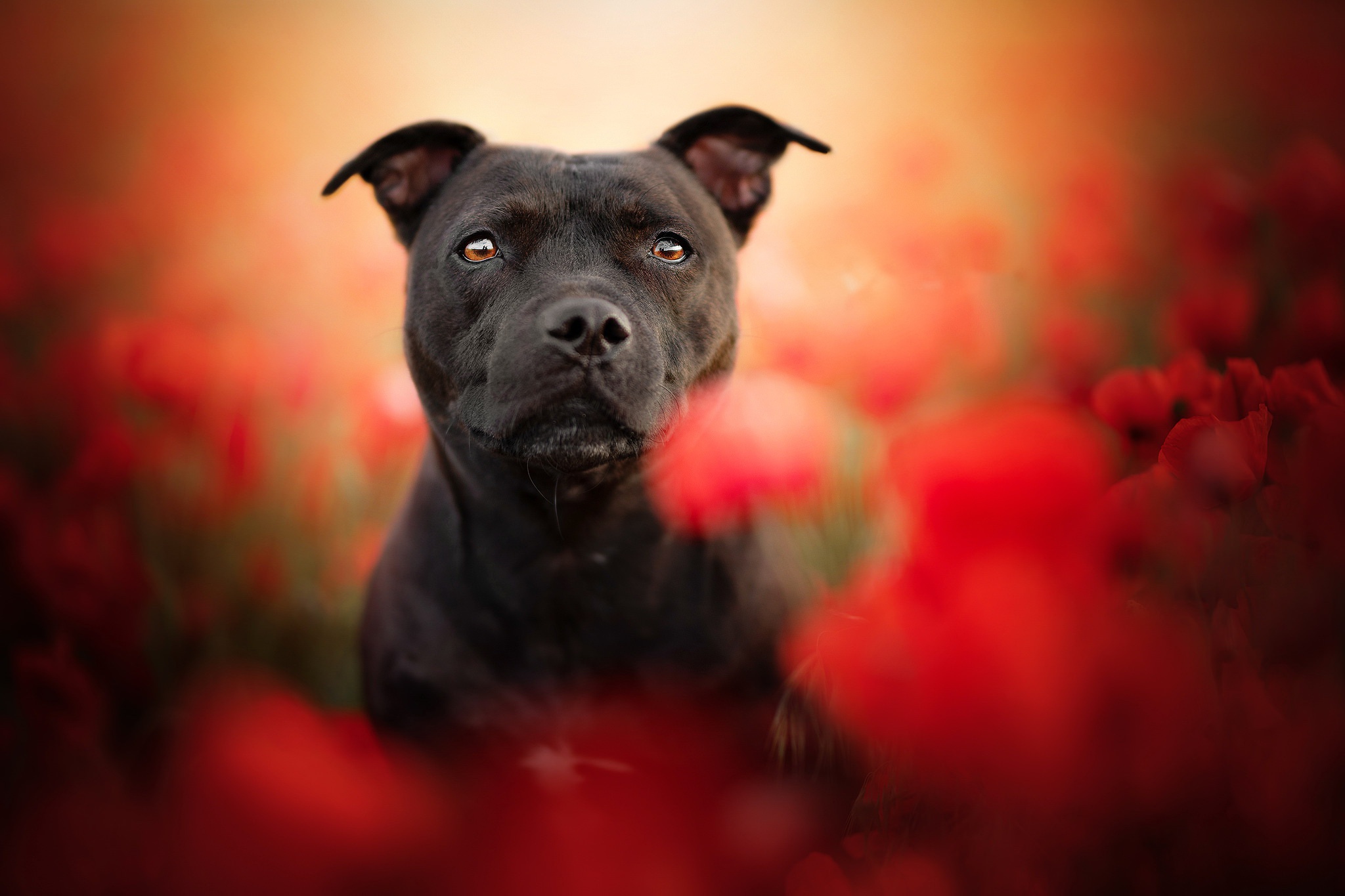 animal, bull terrier, depth of field, dog, poppy, red flower, staffordshire bull terrier, dogs