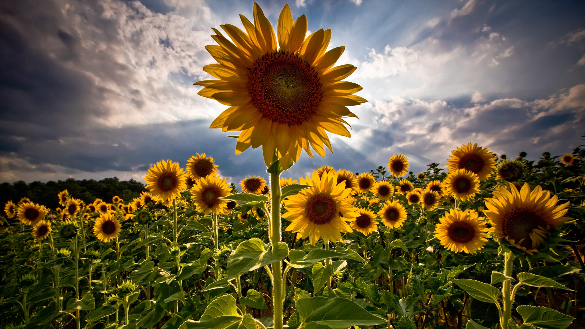 Download mobile wallpaper Nature, Summer, Flower, Plant, Earth, Sunflower, Yellow Flower for free.