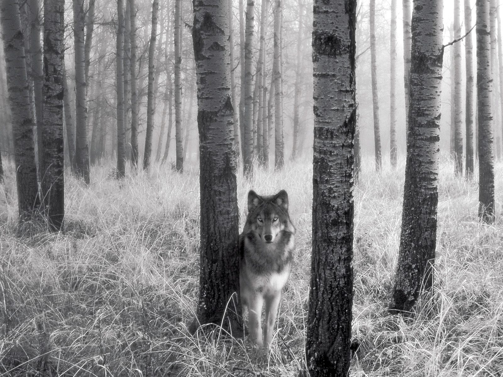 wolfs, animals, art photo, gray