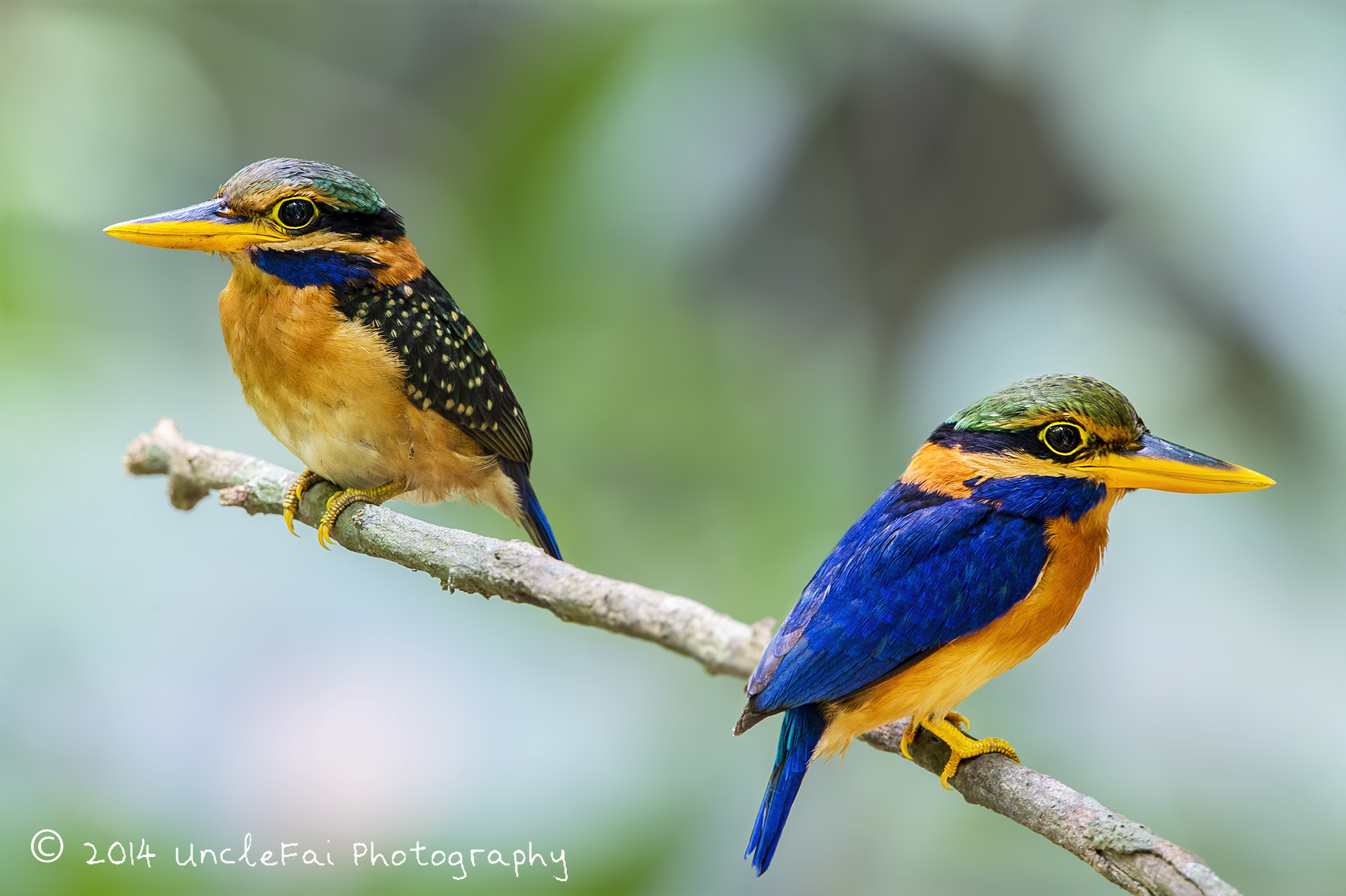 Download mobile wallpaper Birds, Bird, Animal, Colorful, Kingfisher, Rufous Collared Kingfisher for free.
