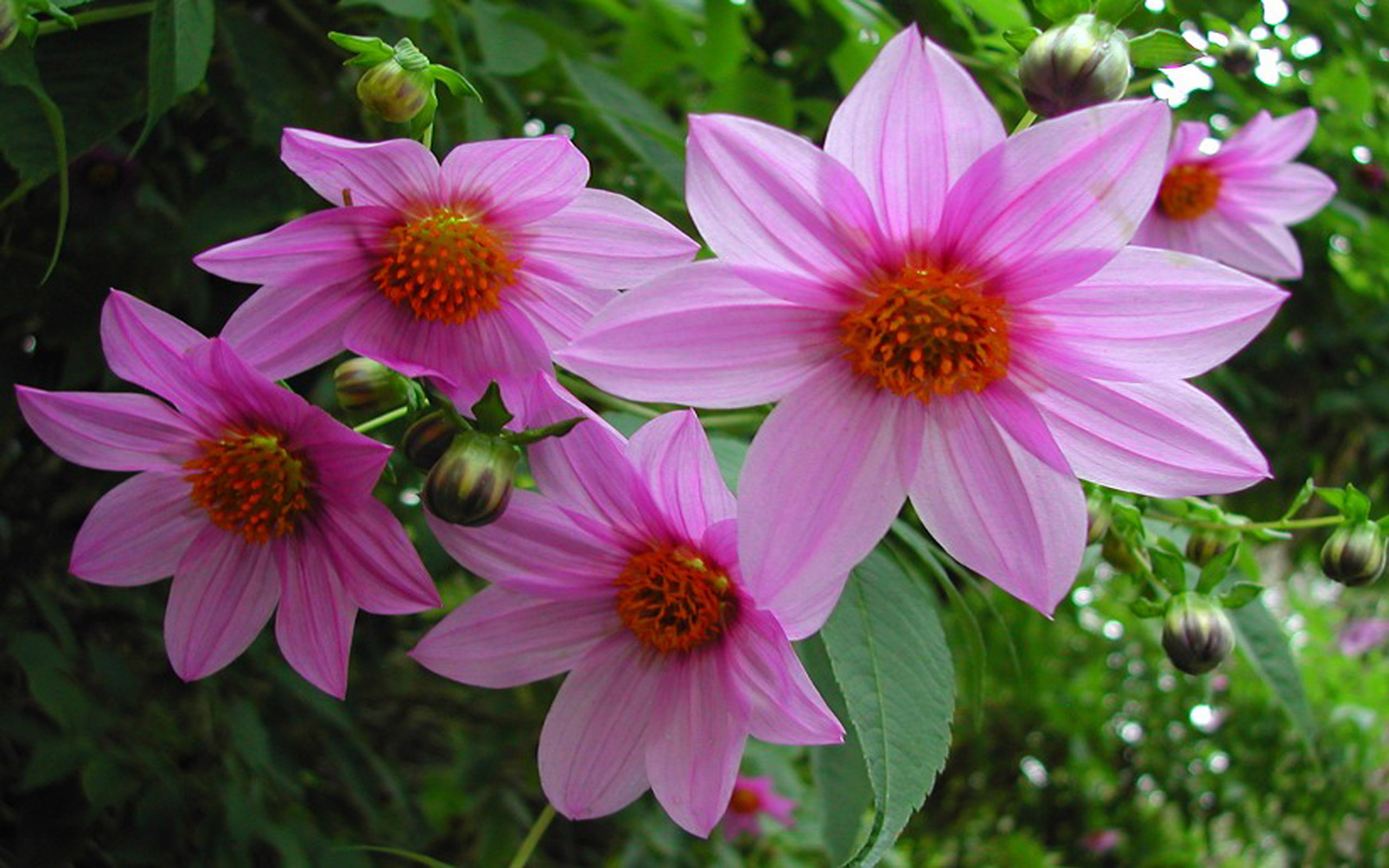 Baixe gratuitamente a imagem Flores, Flor, Flor Rosa, Folha, Terra/natureza na área de trabalho do seu PC