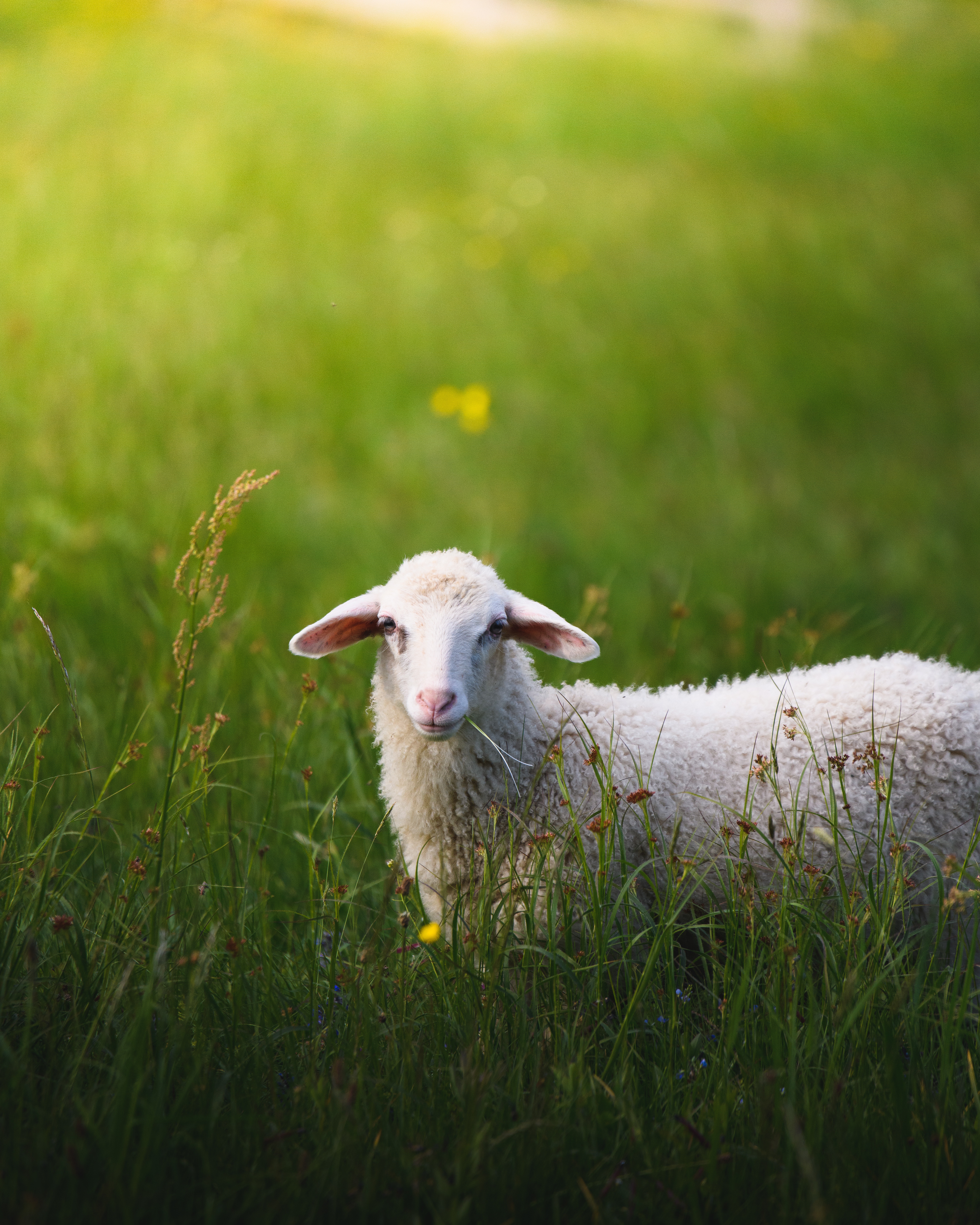 142149 скачать картинку овечка, лето, животные, трава, прогулка - обои и заставки бесплатно