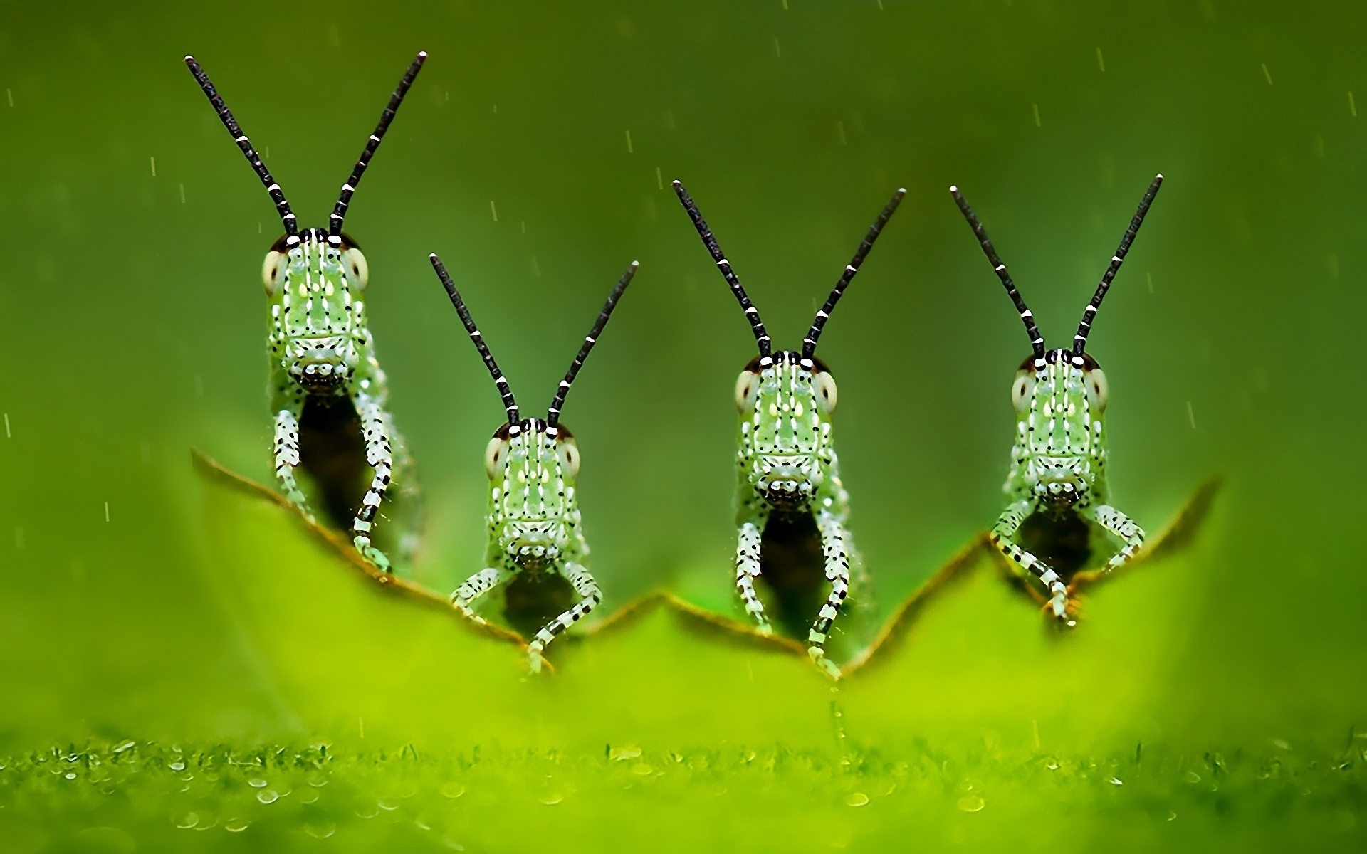 Download mobile wallpaper Insect, Animal for free.