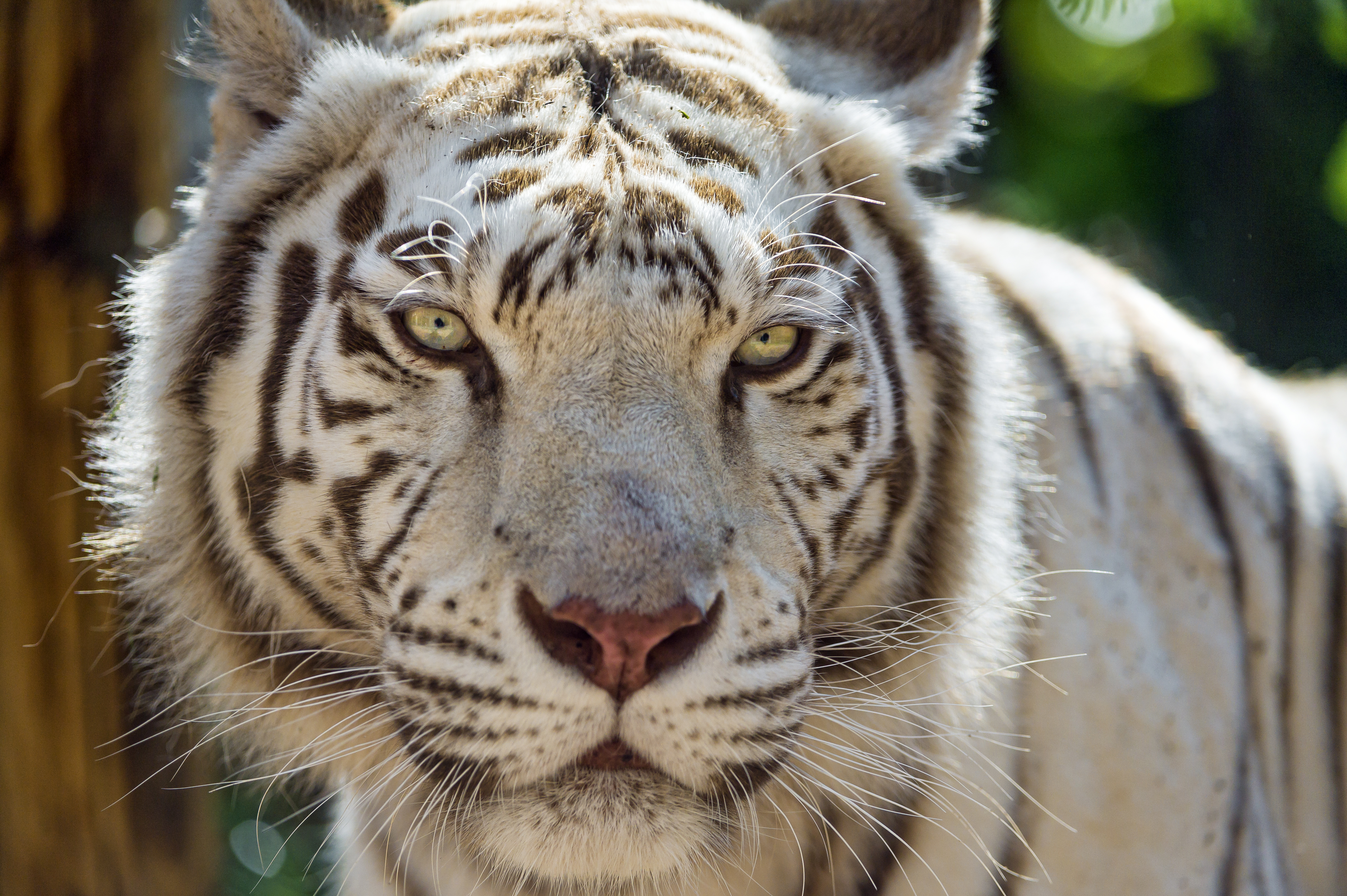 Handy-Wallpaper Tiere, Katzen, Nahansicht, Weißer Tiger kostenlos herunterladen.