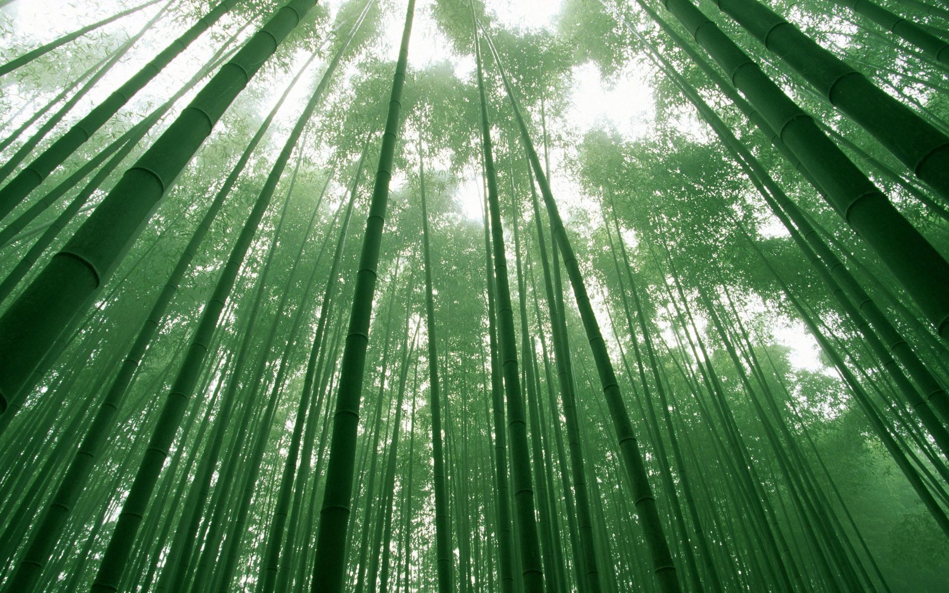 70535 скачать обои природа, небо, зеленый, бамбук, кроны, стебли - заставки и картинки бесплатно