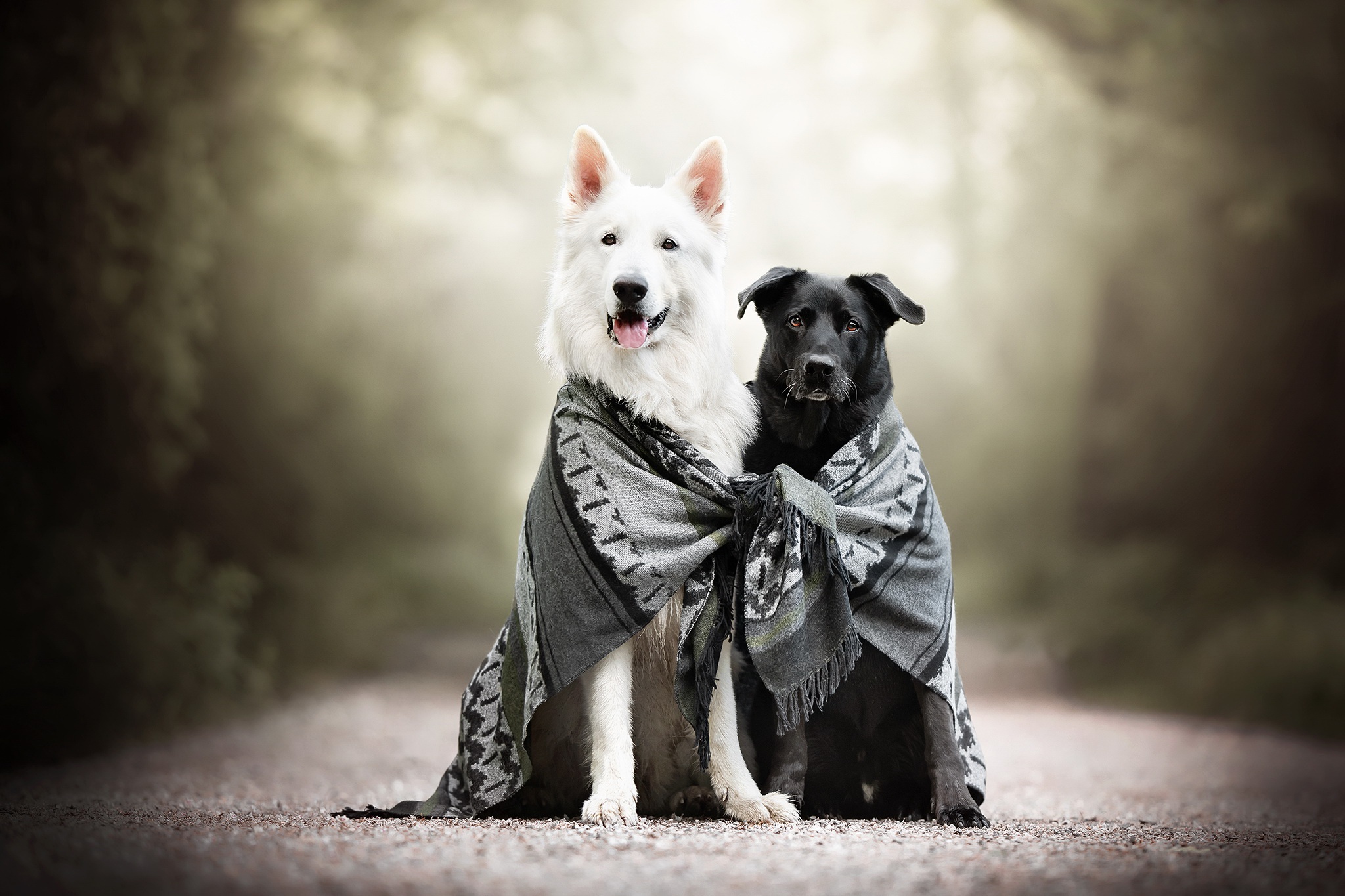 PCデスクトップに動物, 犬, スカーフ, 被写界深度画像を無料でダウンロード