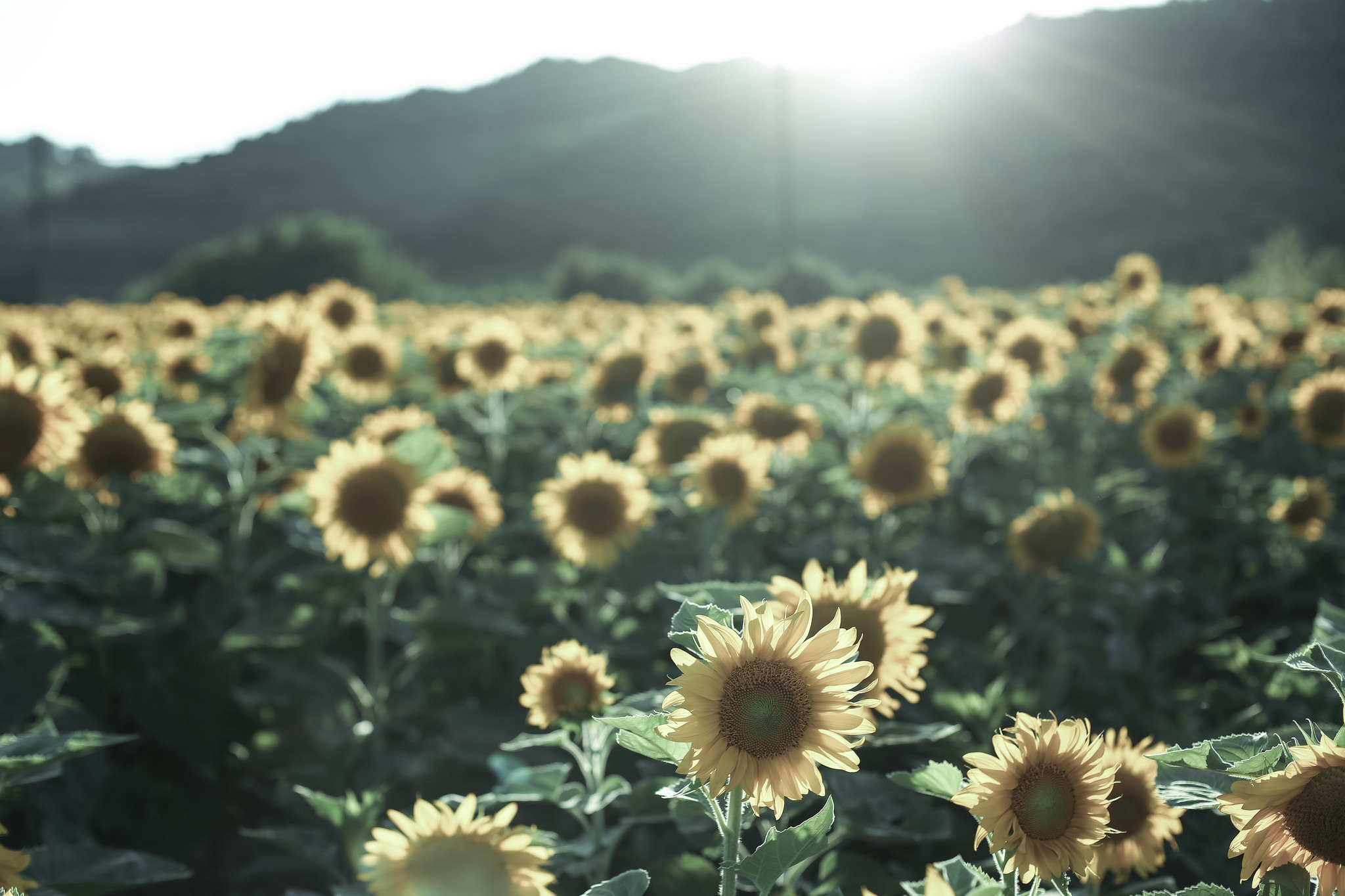 Laden Sie das Natur, Blumen, Sommer, Blume, Sonnenblume, Sonnig, Gelbe Blume, Erde/natur-Bild kostenlos auf Ihren PC-Desktop herunter