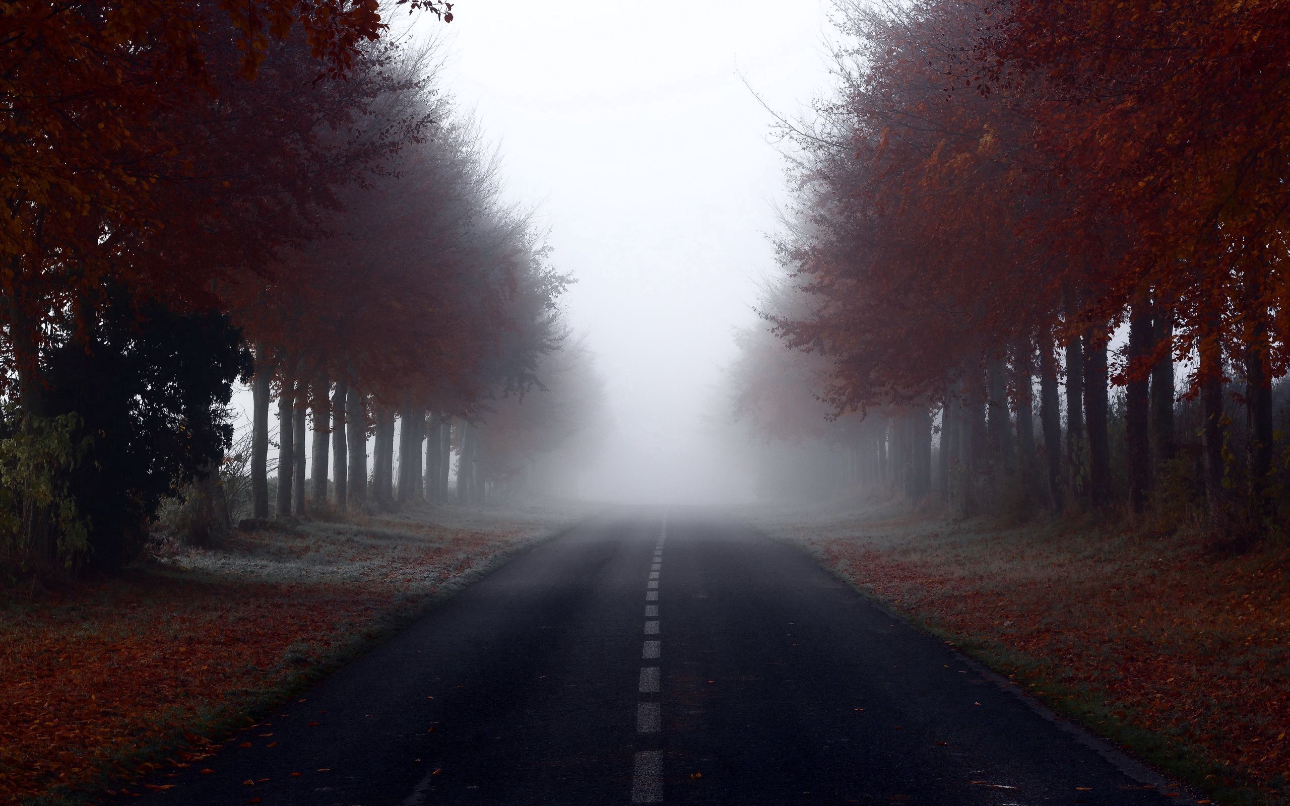 Download mobile wallpaper Markup, Fog, Nature, Road, Trees for free.