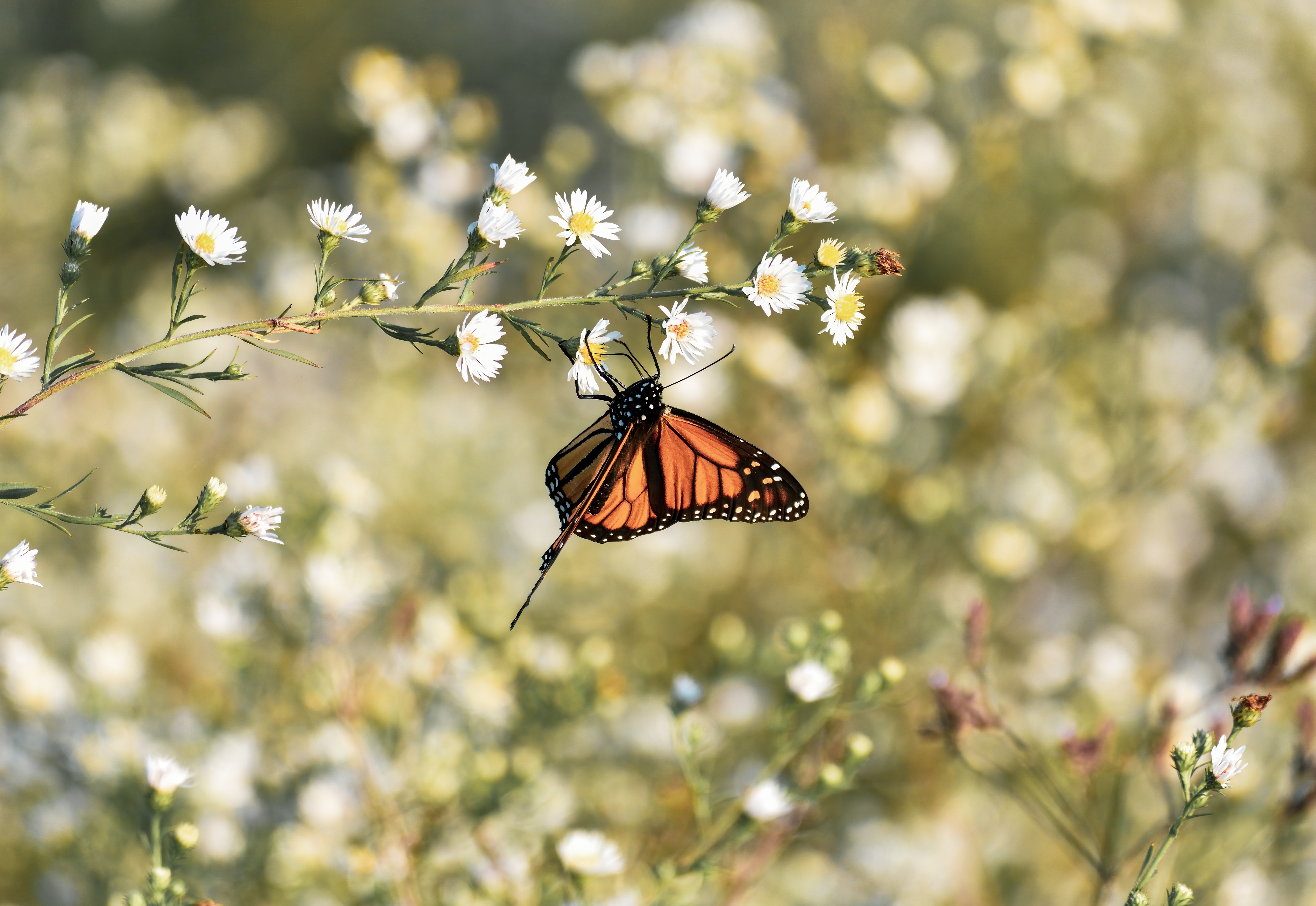 62159 télécharger le fond d'écran macro, fleurs, marron, insecte, papillon, papillon monarque, monarque papillon - économiseurs d'écran et images gratuitement