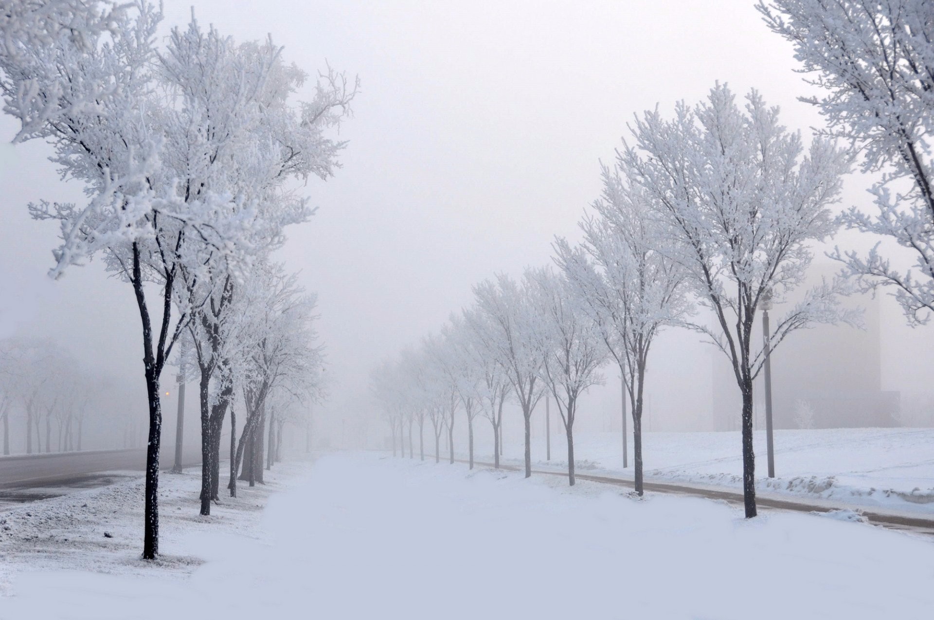 Скачать картинку Зима, Снег, Парк, Дерево, Туман, Земля/природа, Обсаженный Деревьями в телефон бесплатно.