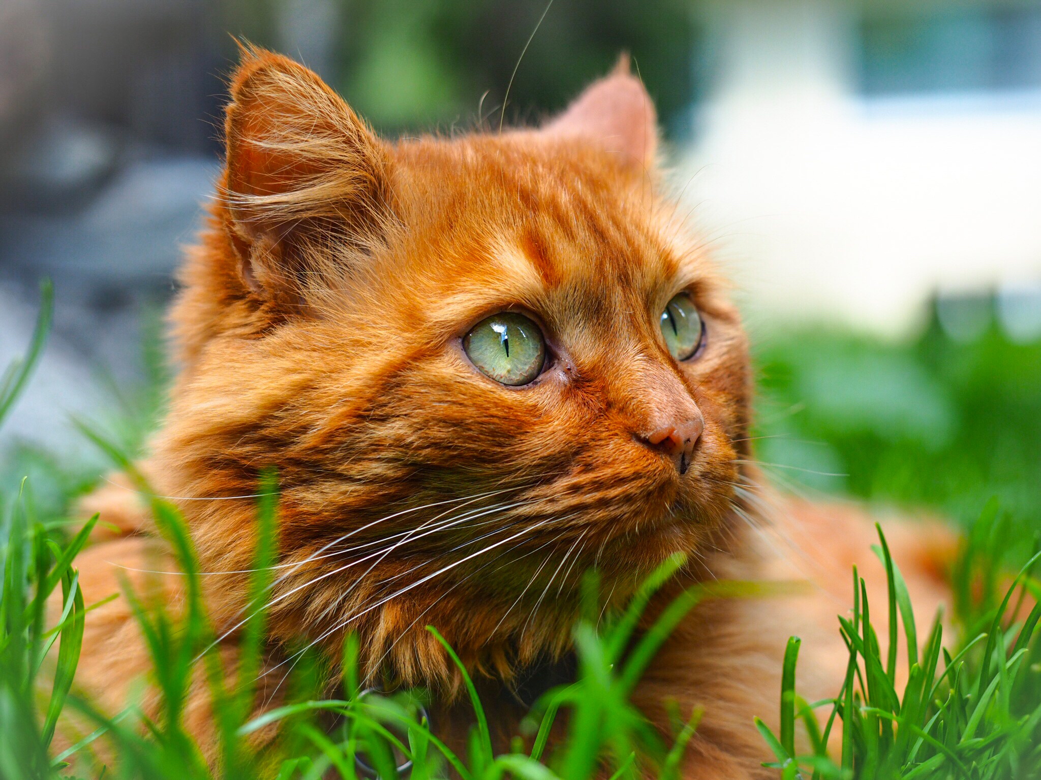 Baixar papel de parede para celular de Animais, Gatos, Gato, Fechar Se gratuito.