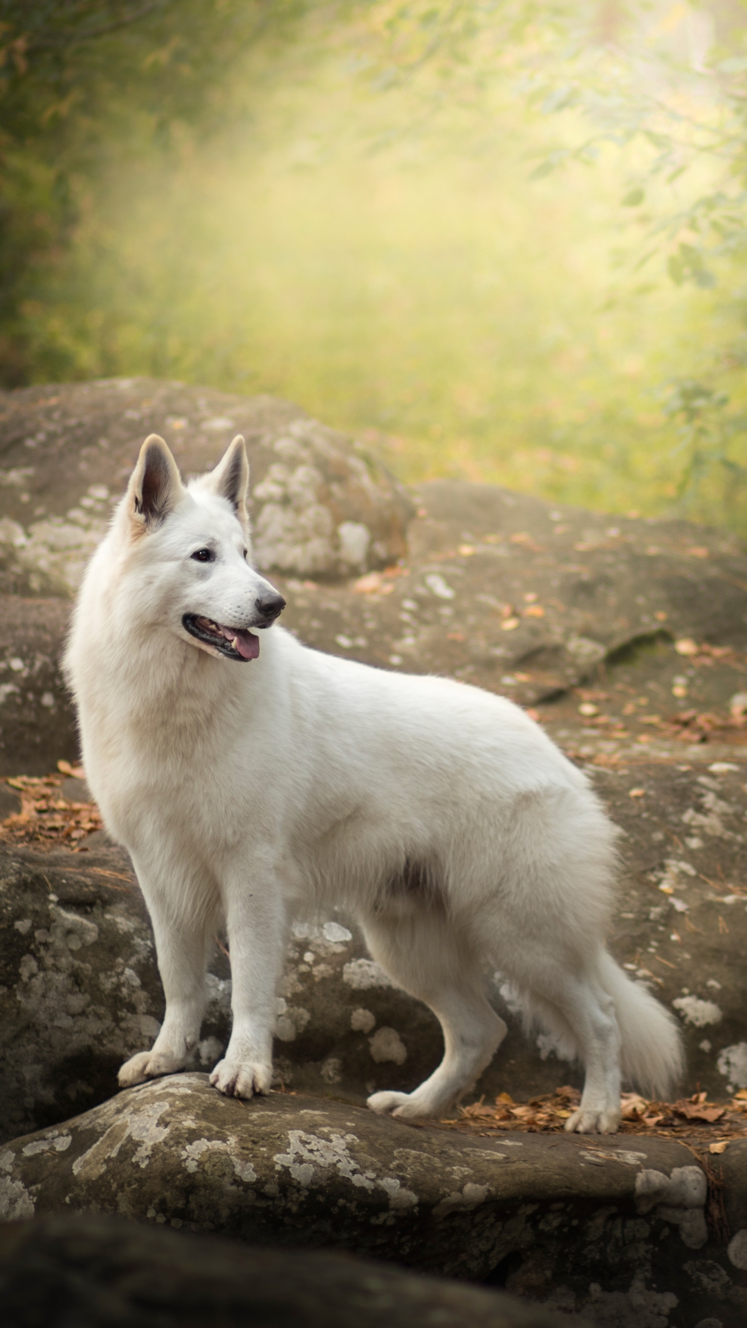 1128680 Hintergrundbild herunterladen tiere, weißer schäferhund, hund, hunde - Bildschirmschoner und Bilder kostenlos