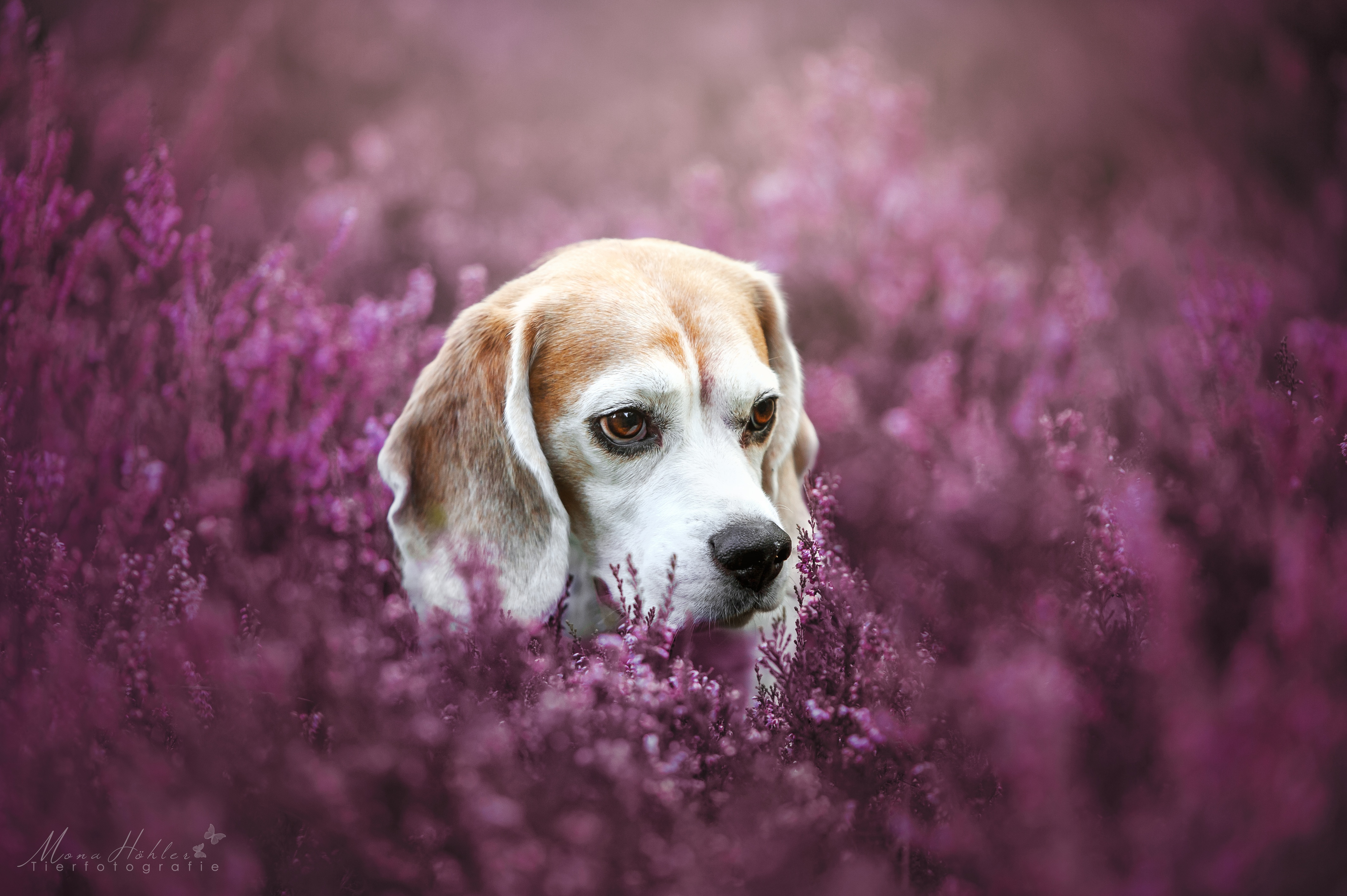 Download mobile wallpaper Dogs, Dog, Blur, Animal, Beagle, Purple Flower for free.