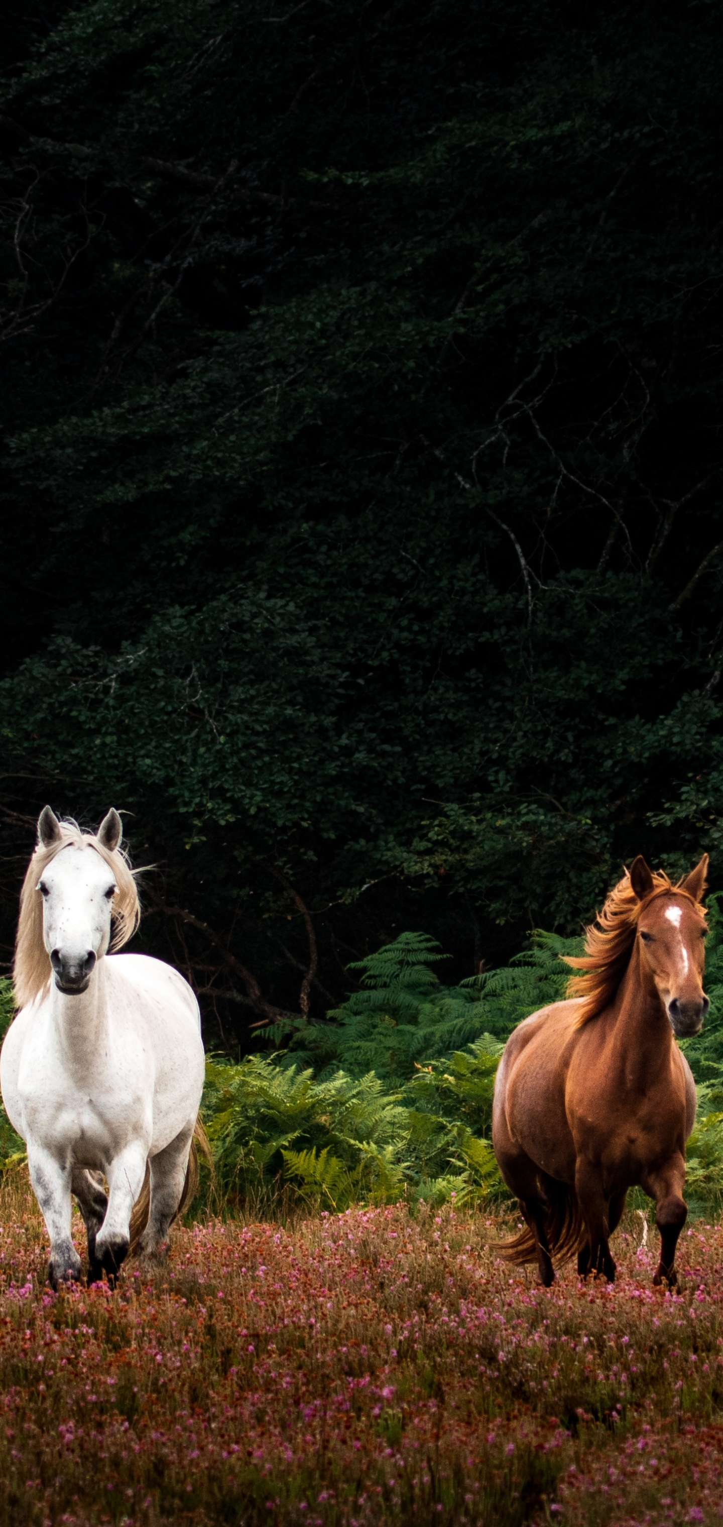 Descarga gratuita de fondo de pantalla para móvil de Animales, Caballo.