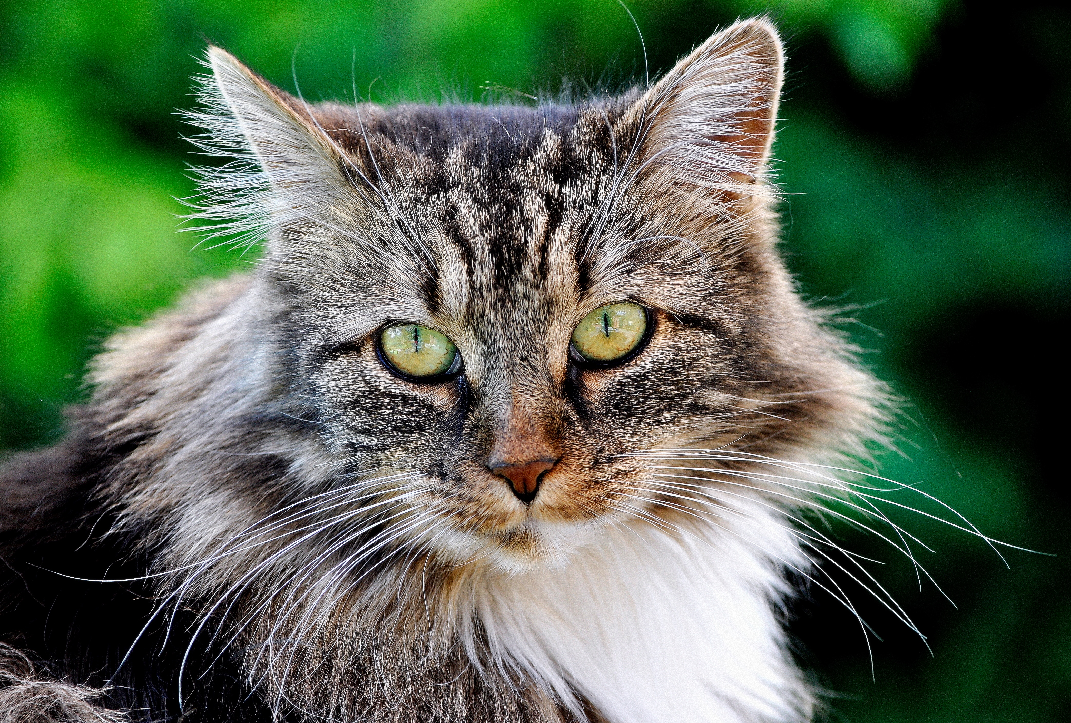 Baixe gratuitamente a imagem Animais, Gatos, Gato na área de trabalho do seu PC