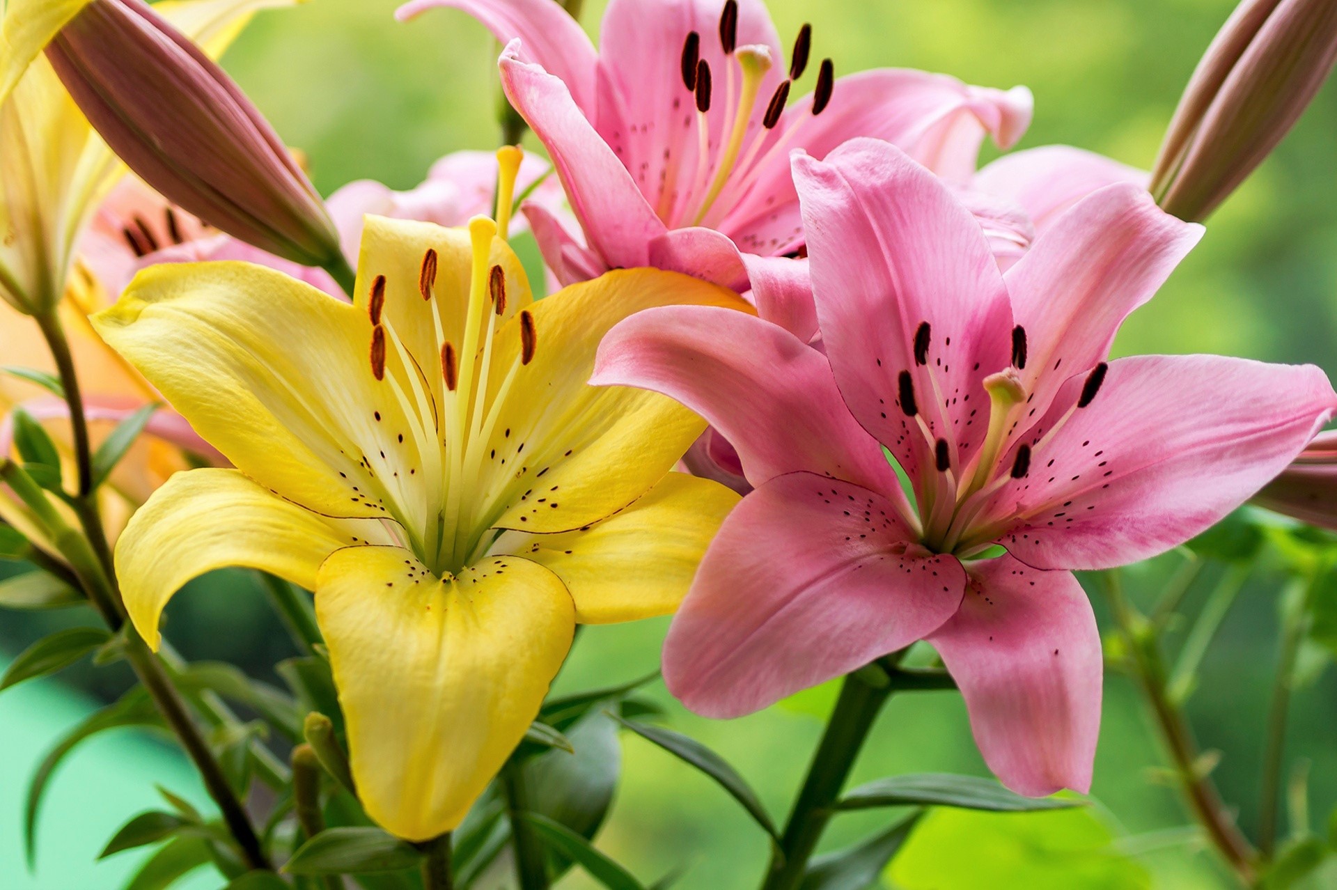 PCデスクトップにフラワーズ, 花, 地球, リリー, 黄色い花, ピンクの花画像を無料でダウンロード
