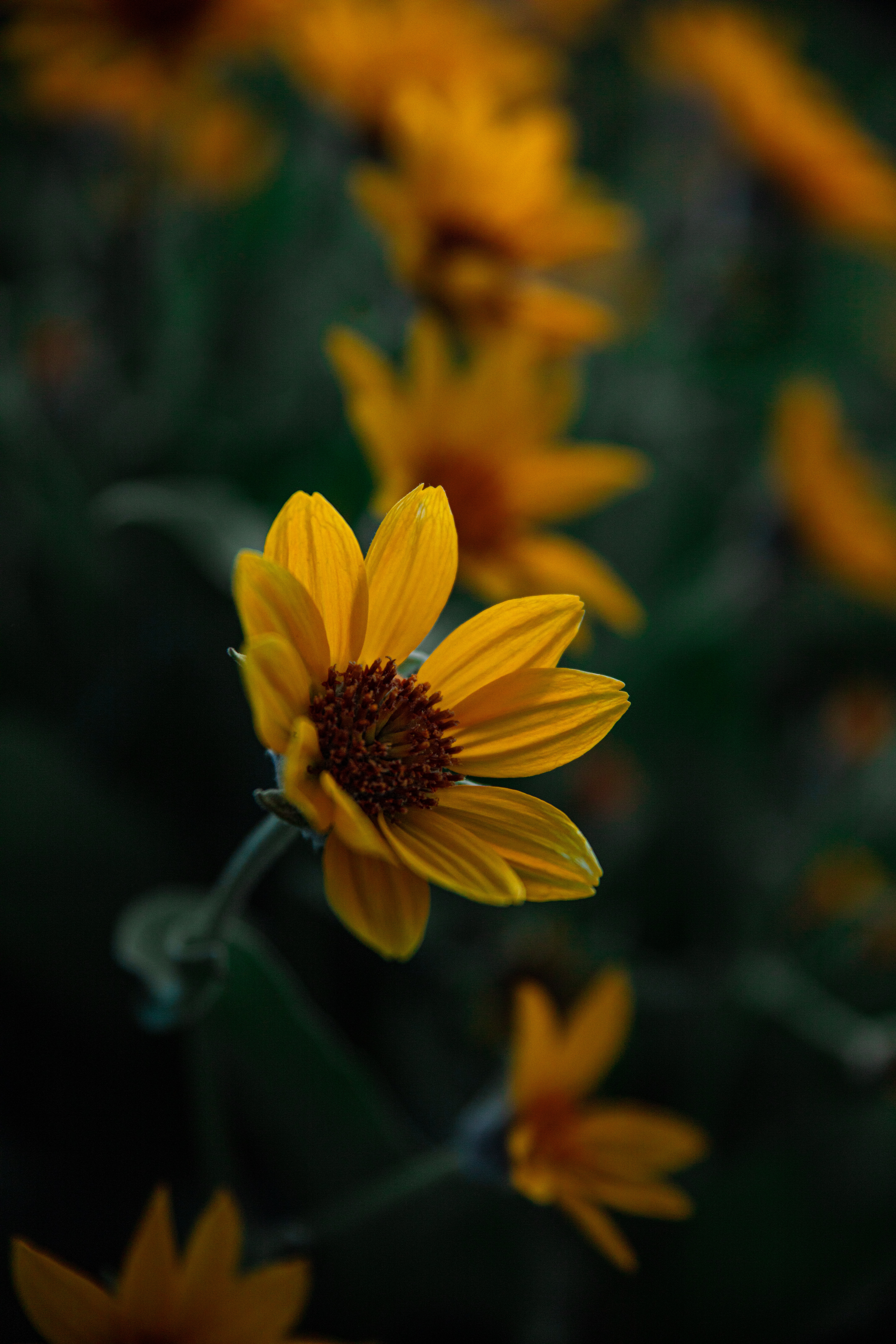 flowering, flowers, yellow, flower, plant, close up, bloom HD wallpaper